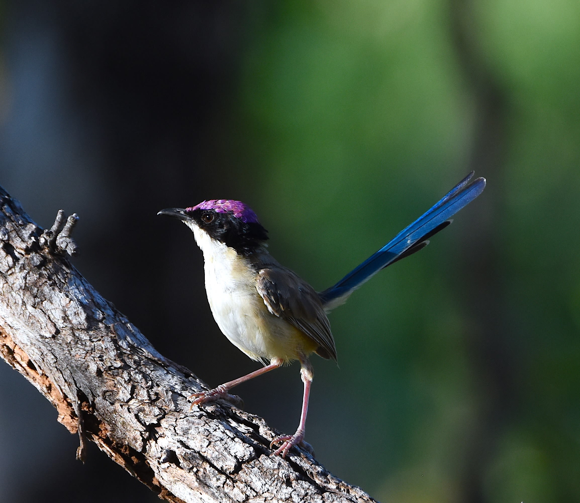 img_fairy_wren1