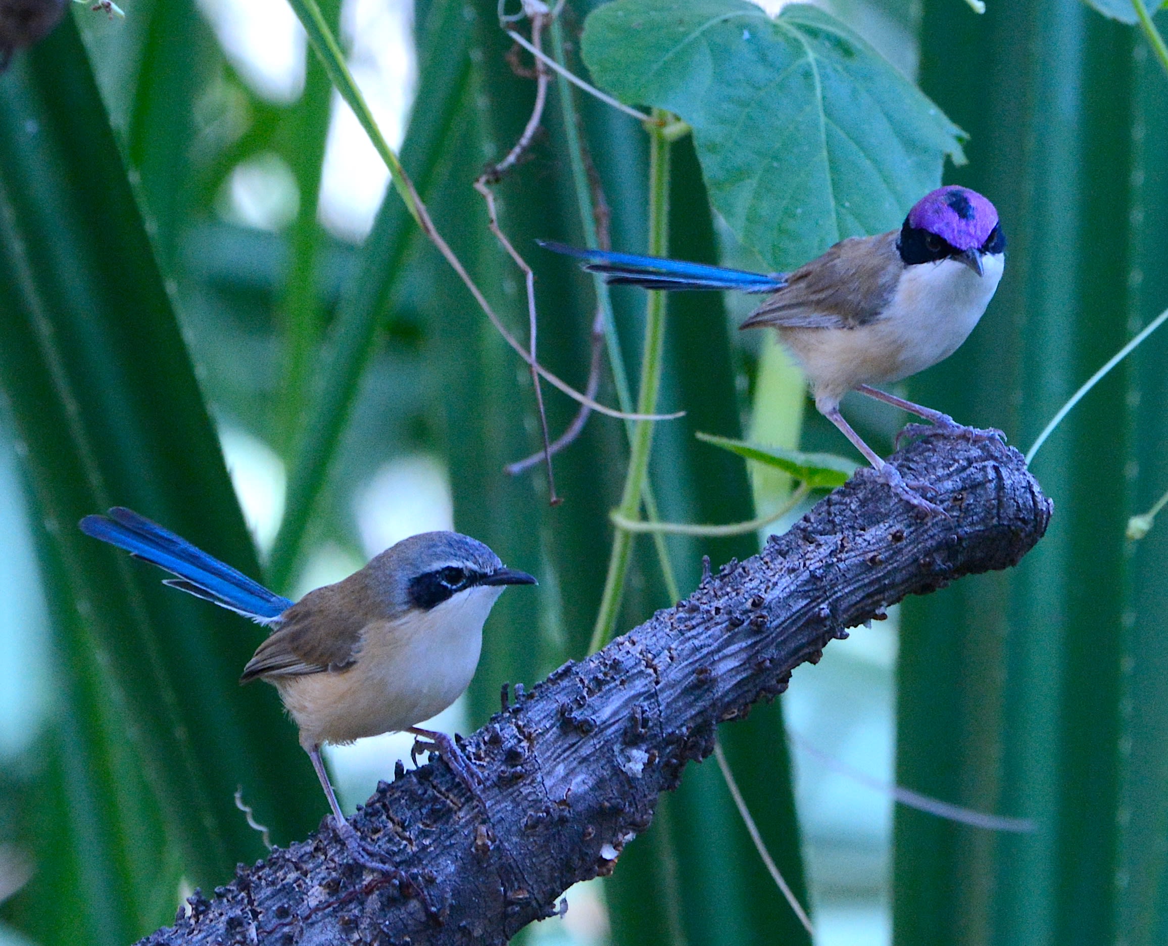 img_fairy_wren2