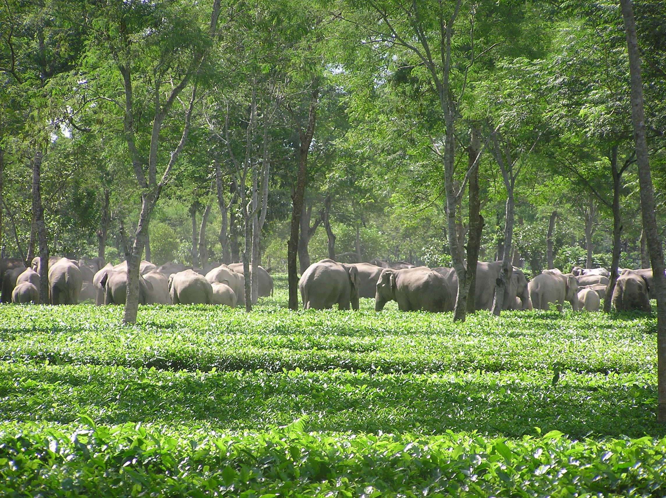 img_farming_in_wildlife_corridors