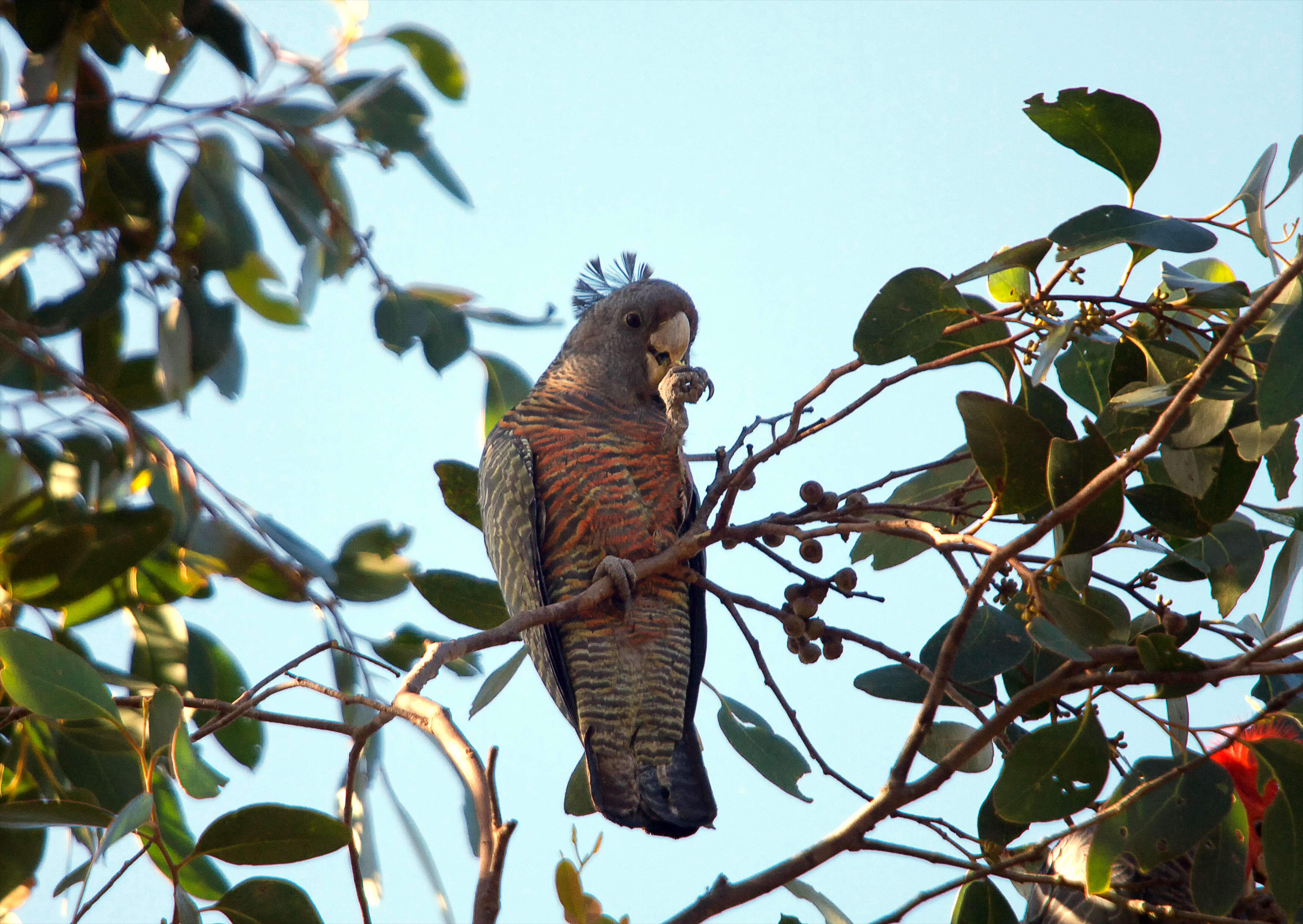 Female gang-gang cockatoo in tree.