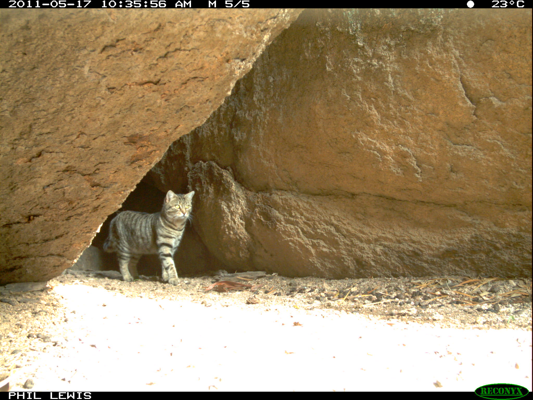 Feral cat in rock-wallaby habitat, Mt Caroline, Western Australia, May 2011.