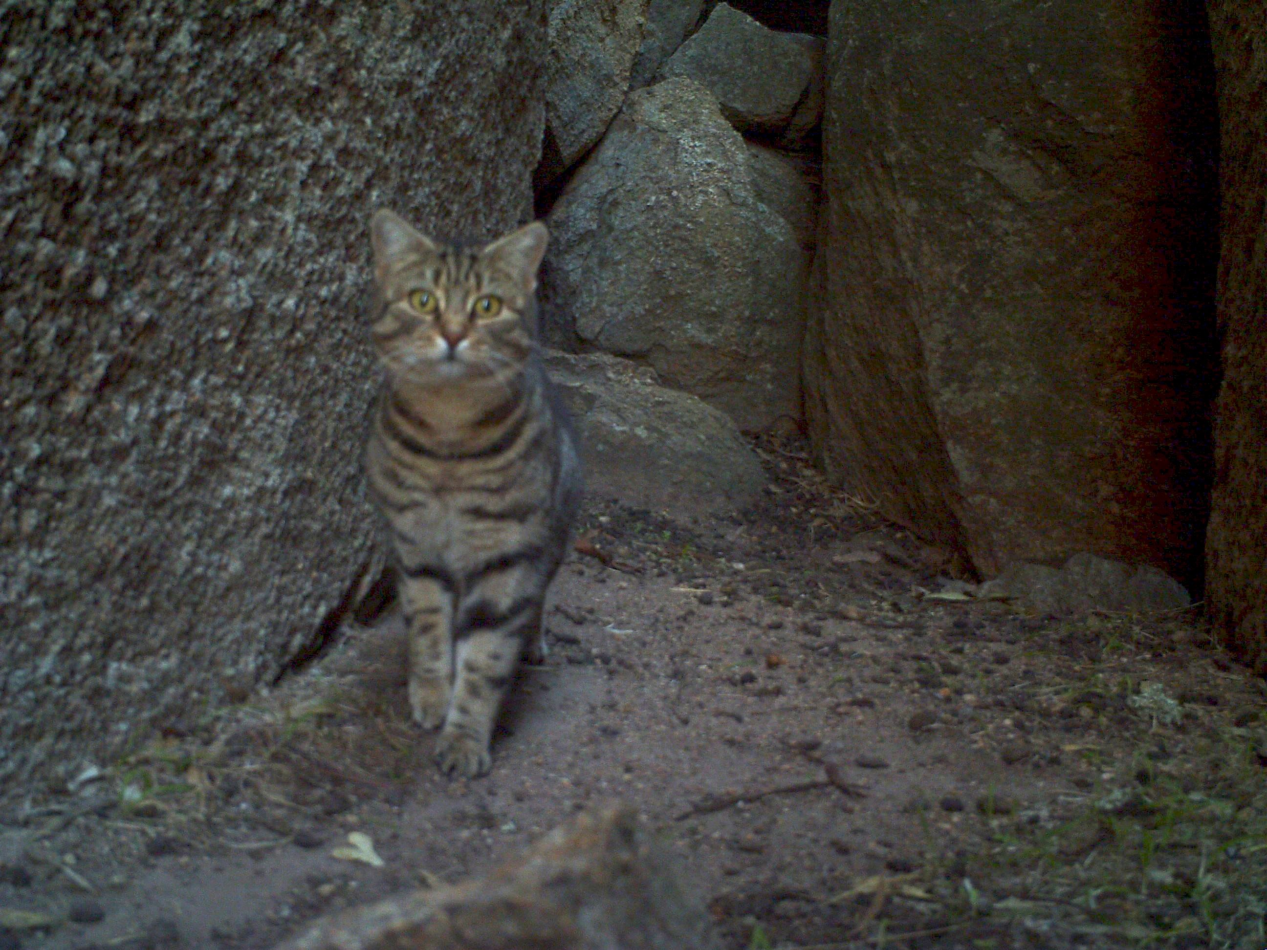 Wheatbelt, Western Australia - 11 June 2011
Feral cat in black-flanked rock-wallaby cave, Southwest Australia.