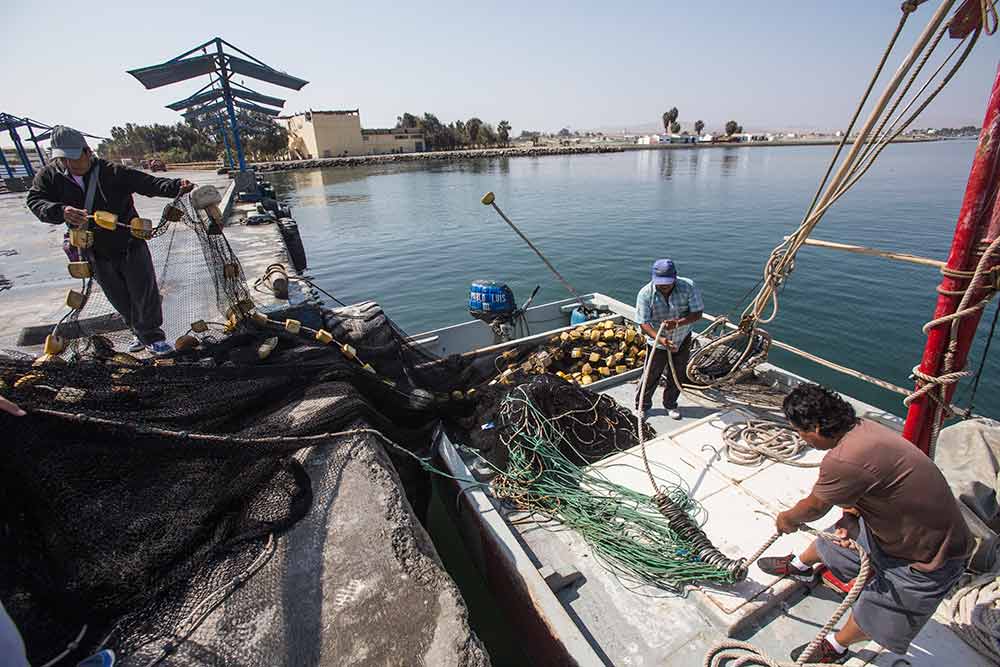 Fishermen check and collect the fishing net, Peru. August 2015