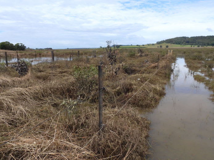 Assessing the damage to a koala habitat restoration site