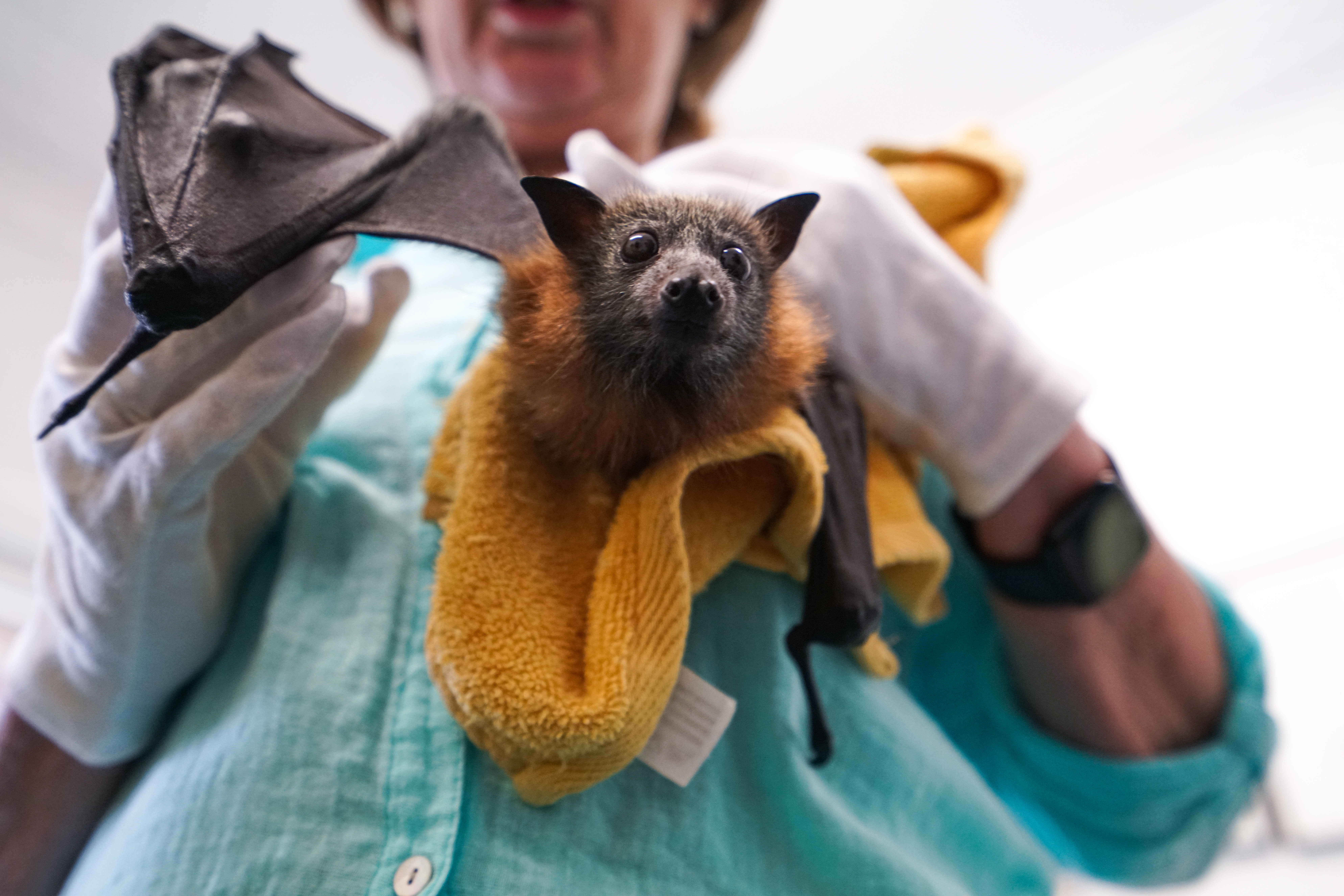 Jack, a flying fox bat at Milton Village Vet which is now in the care of wildlife carer, Anne Cherry.