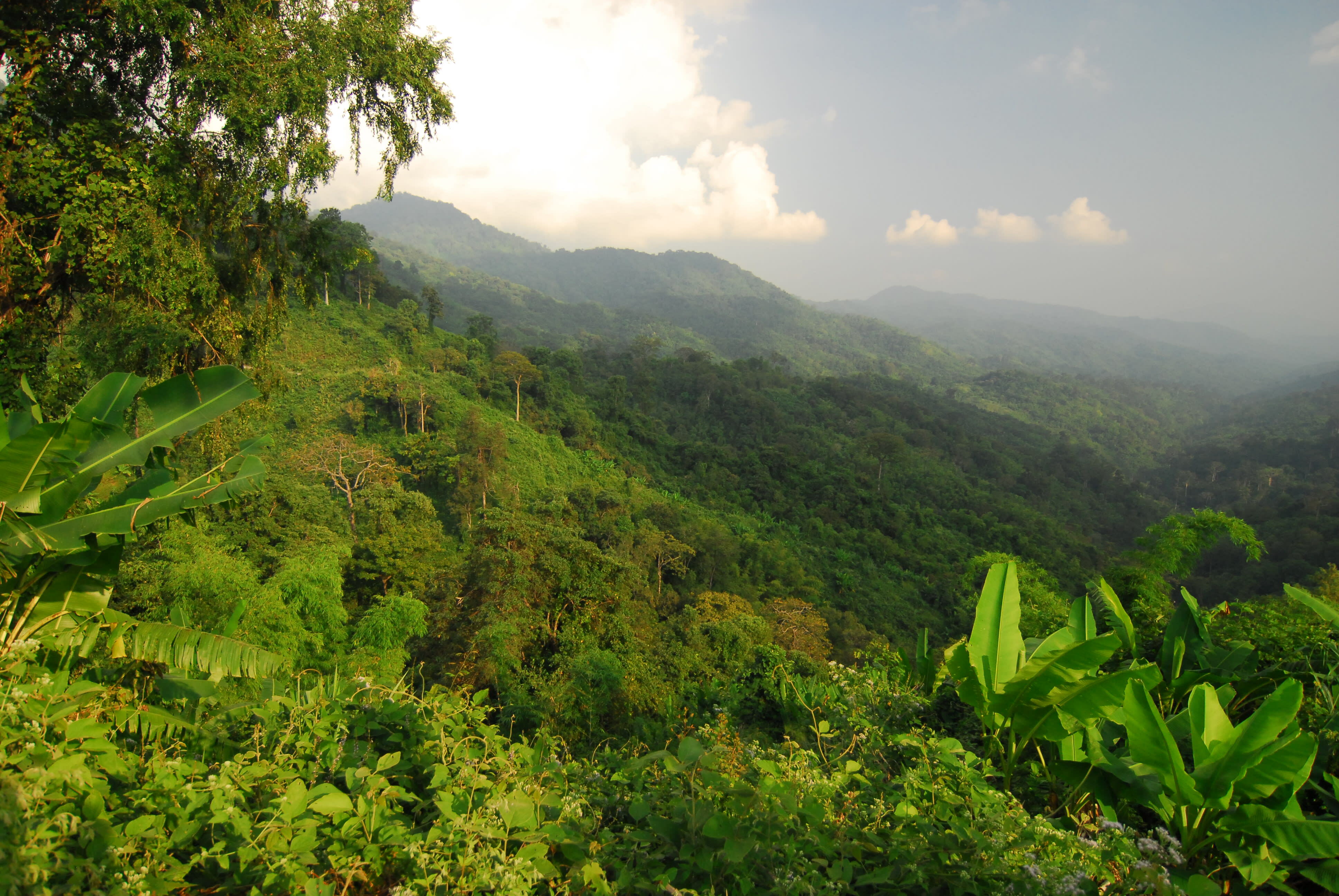Primary forest in Mae Wong National Park, Dawna-Tenasserim Landscape, Western Forest Complex, tiger region, Thailand.
