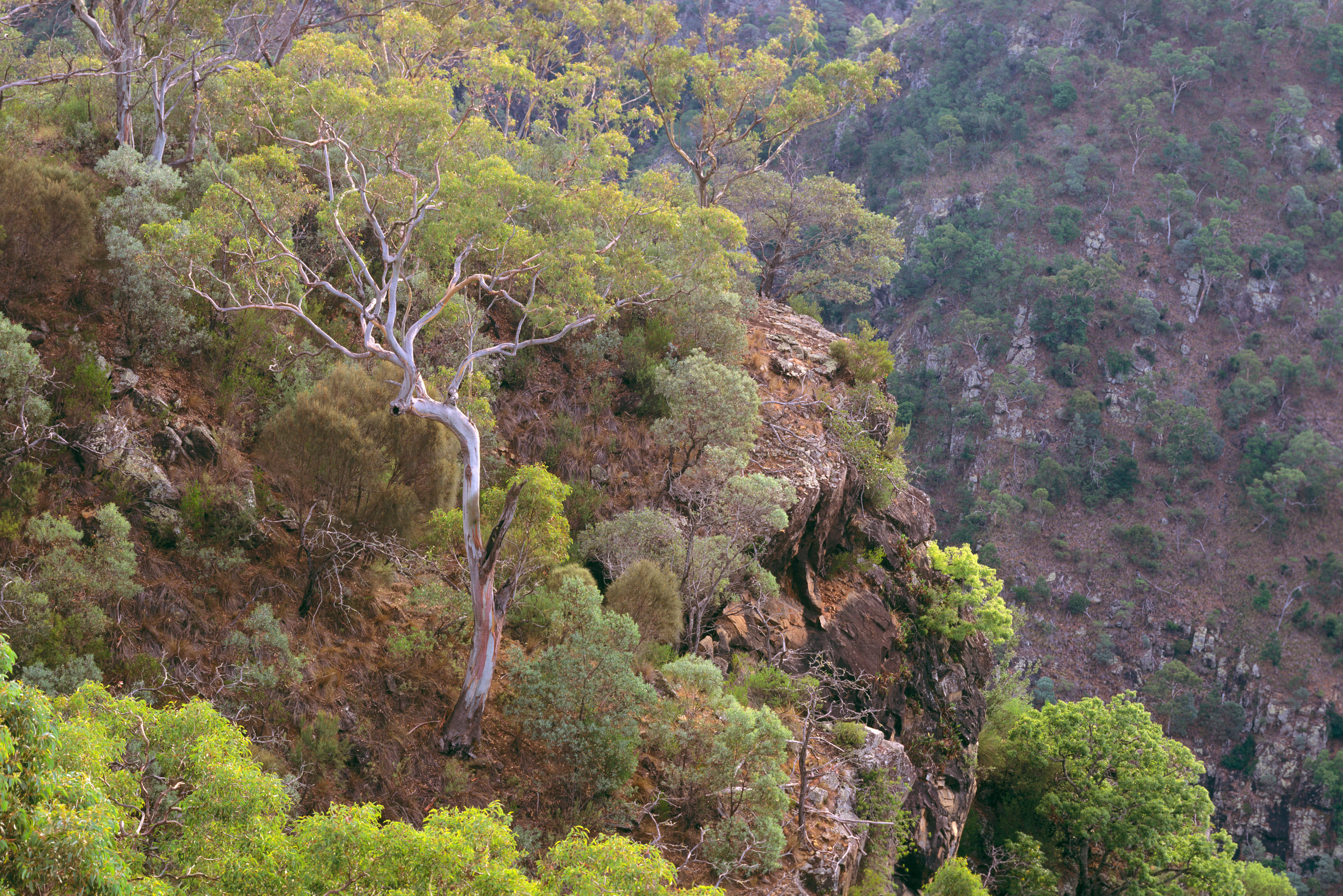 Forest Red Gum (Eucalyptus tereticornis), in dry sclerophyll woodland on slope of a gorge. Bungonia State Recreation Area, New South Wales, Australia
