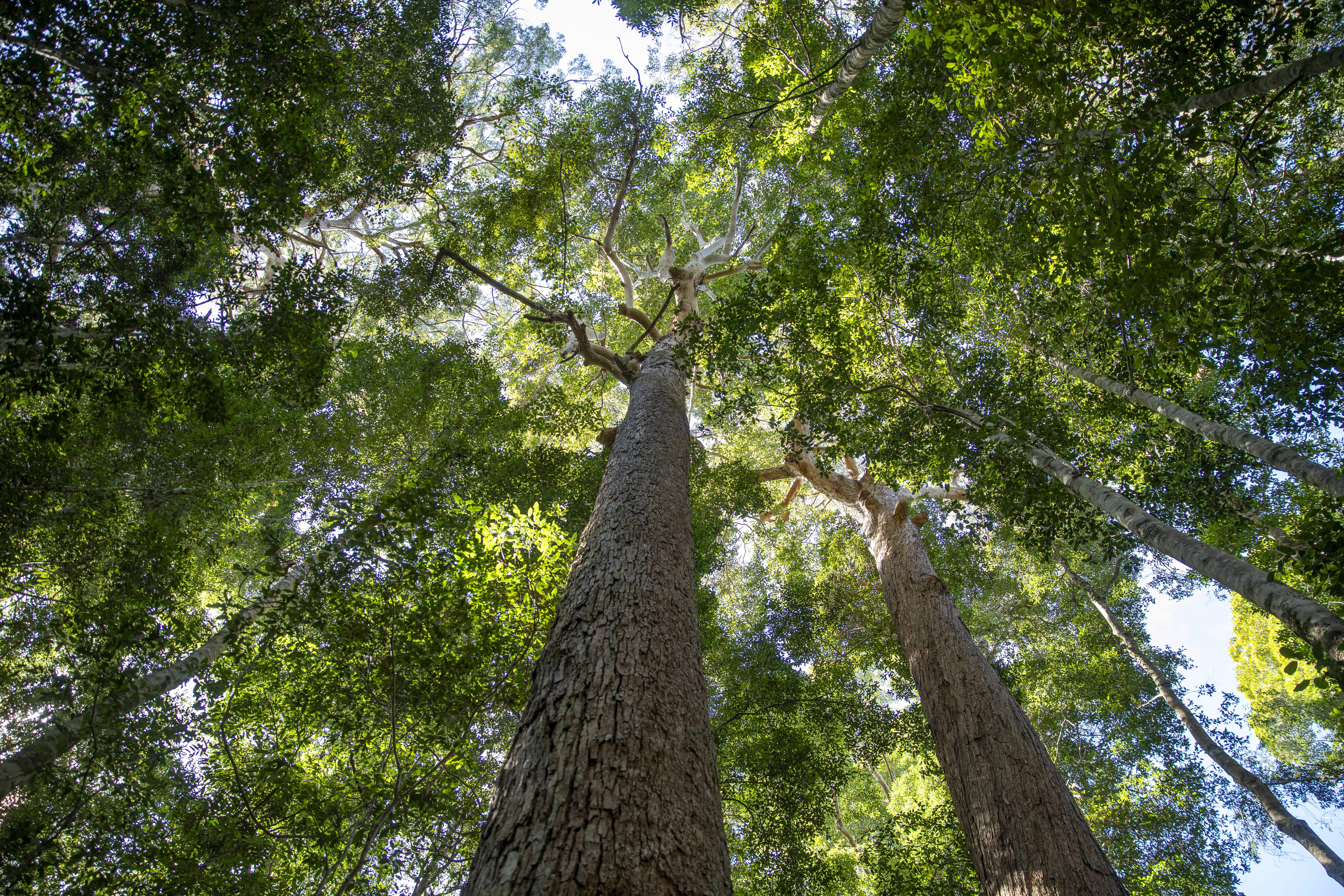 Forests of Gumbaynggirr Country (Bellingen, NSW).
