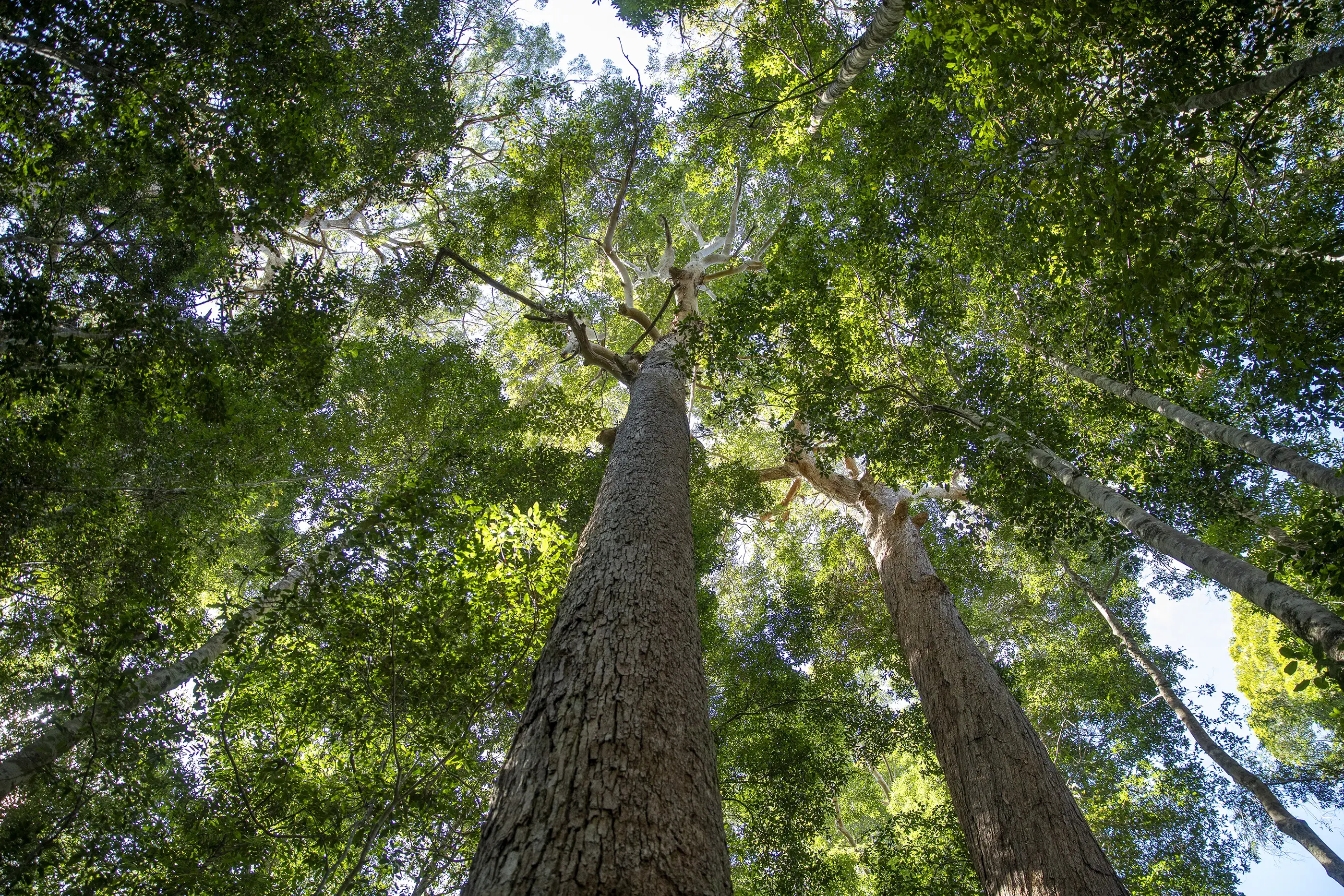 A photograph of an eastern Australian native forest. the photo is taken from the forest floor looking up through the tree canopy towards the sky. Image is filled with green leaves and tall brown tree trunks.