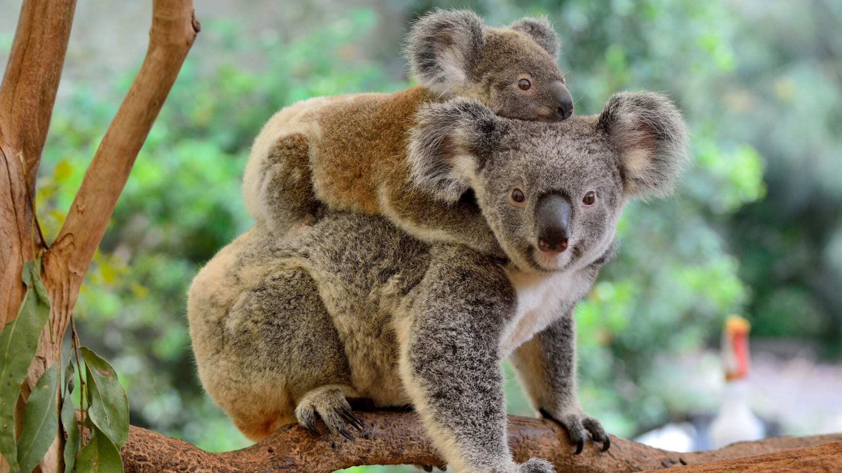 Mother koala with joey on her back