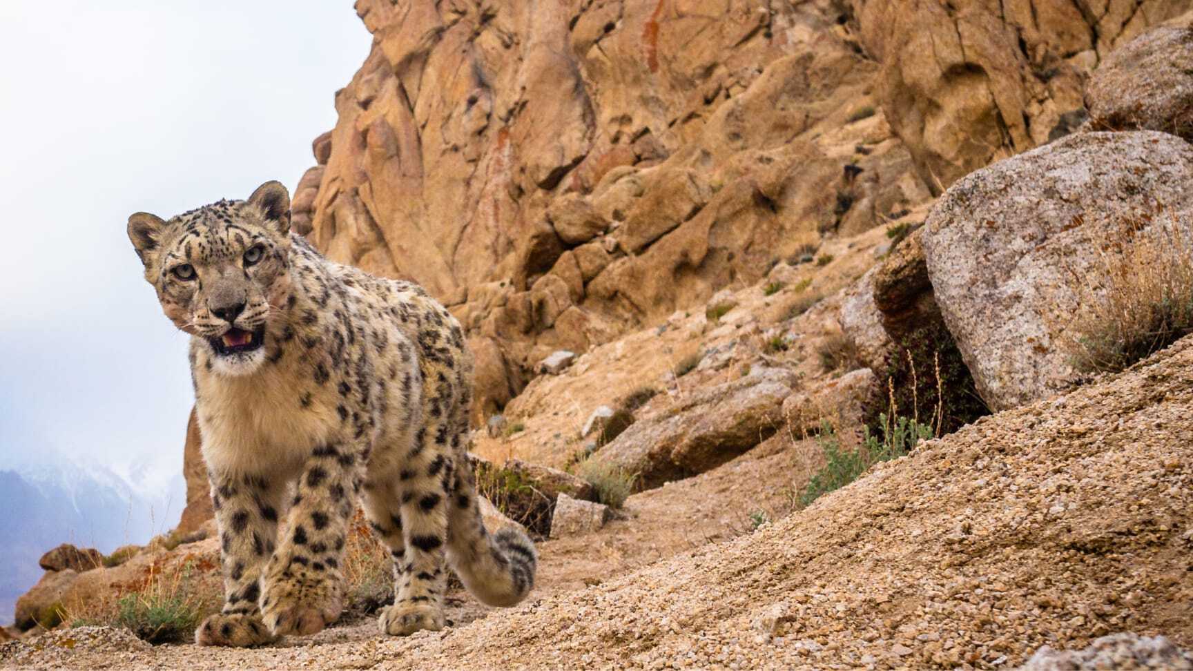 A wild snow leopard triggers a DSLR sensor camera high up in mountains of Ladakh in the Indian Himalayas.