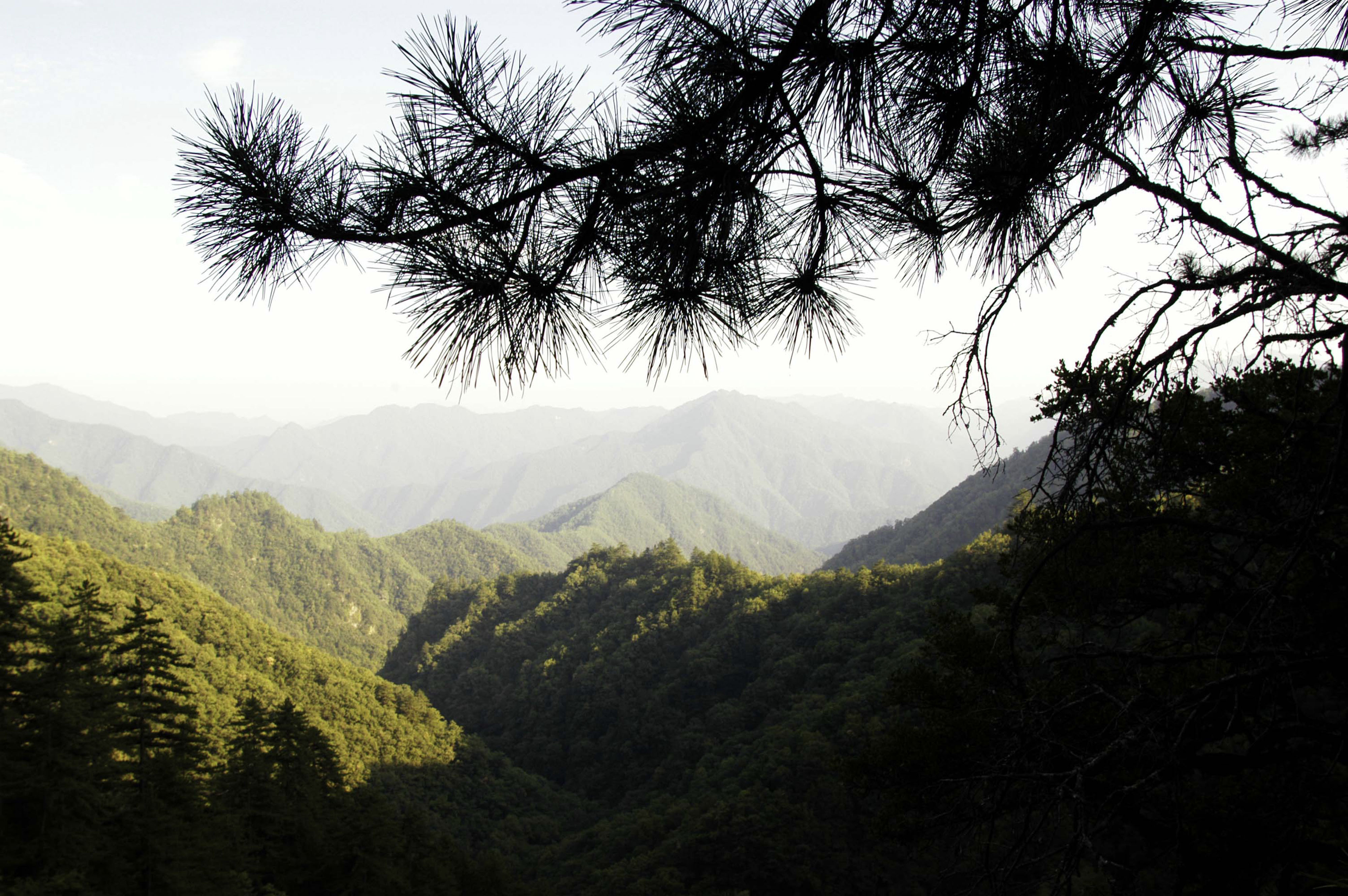Mixed forest in the mist. Giant panda habitat. &nbsp;Qin Ling Mountains, Shaanxi Province, China