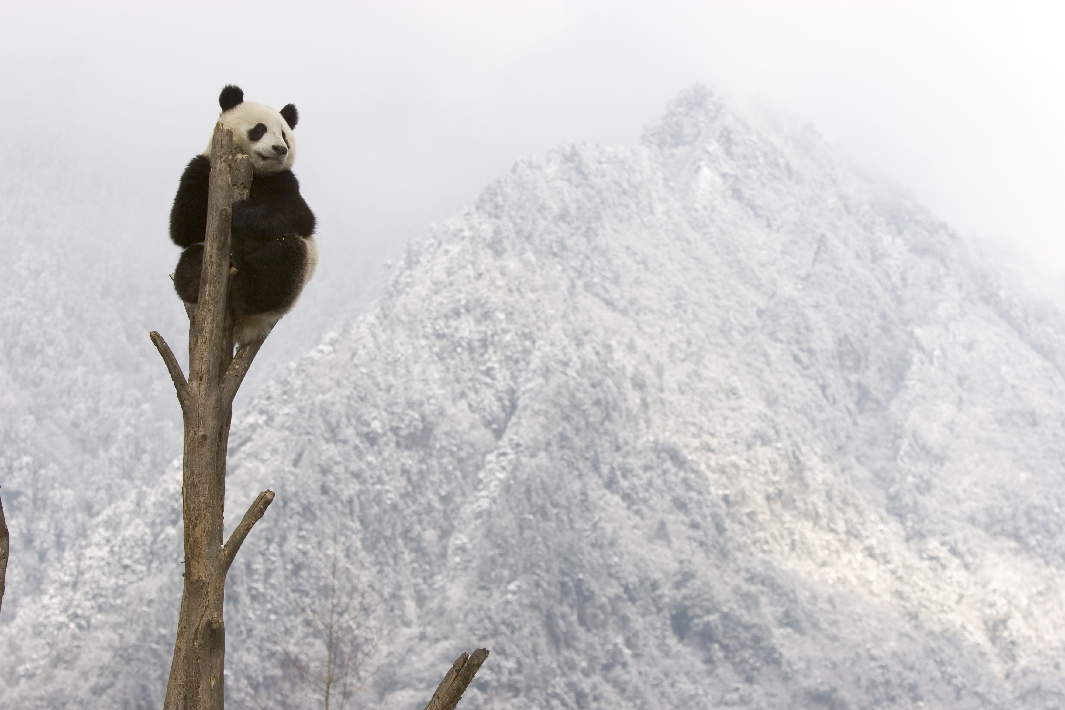Giant panda (Ailuropoda melanoleuca) resting at top of tree trunk, Sichuan, China, captive