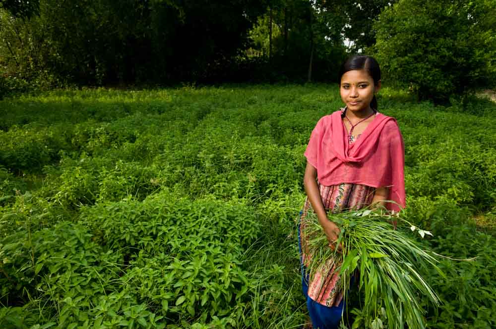 A girl weeding a crop of mint (Mentha arbensis) in&nbsp;Lamahai, western Terai, Nepal, May 2009