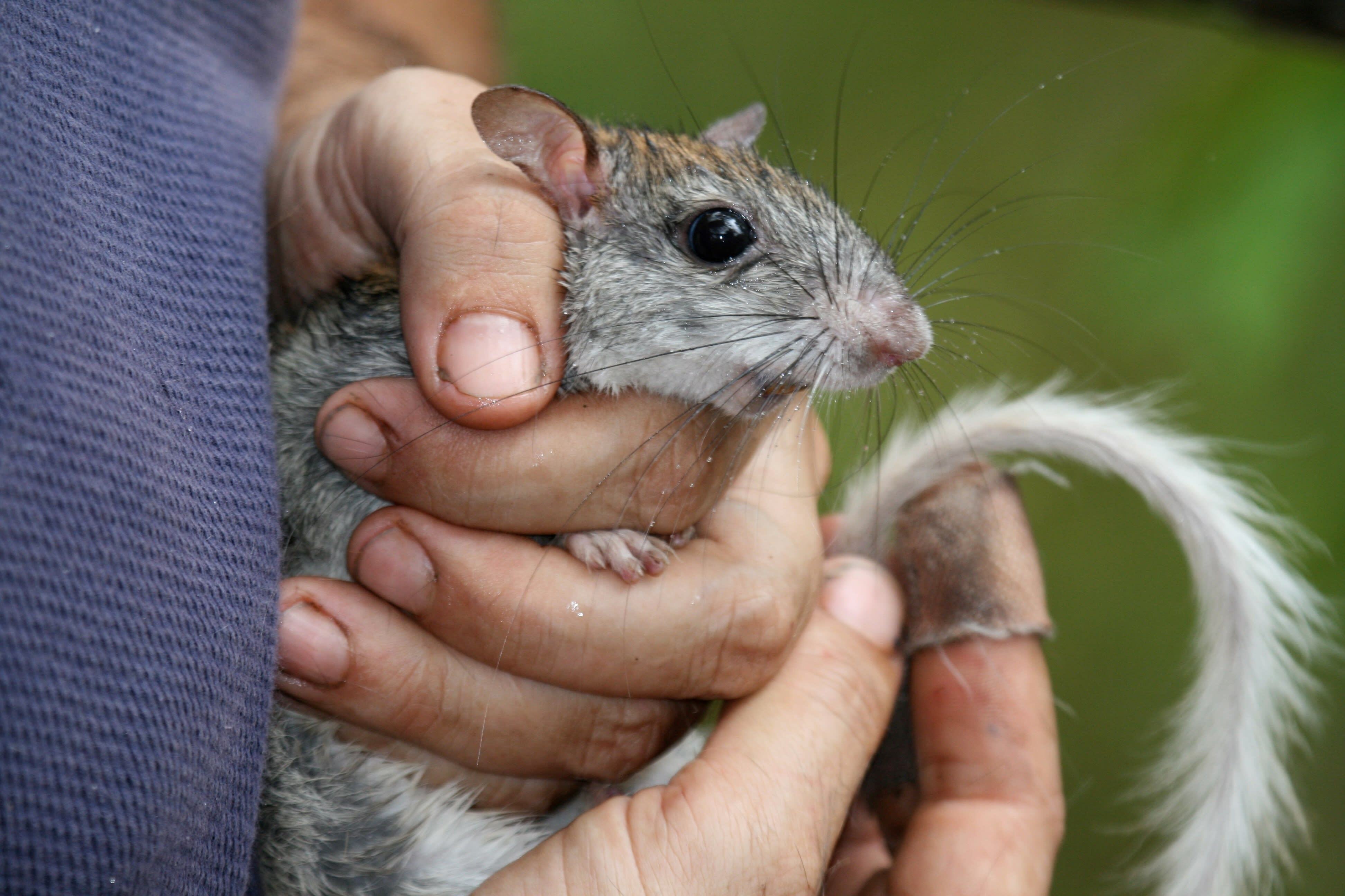 img_golden_footed_tree_rat