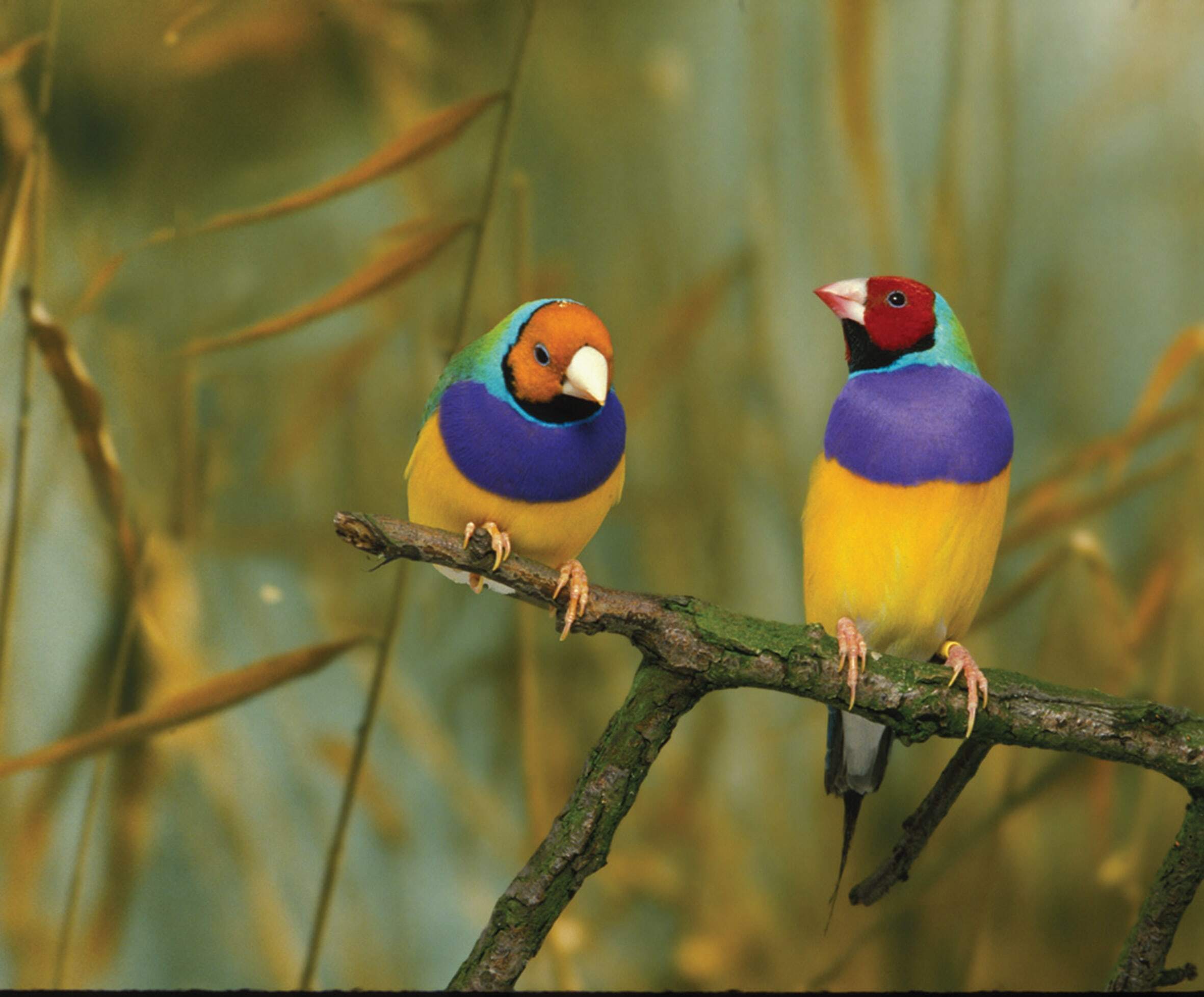 Gouldian finch