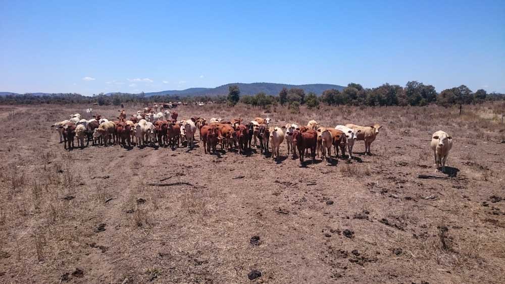 Grazing cattle in&nbsp;Bannockburn, Moora Plains