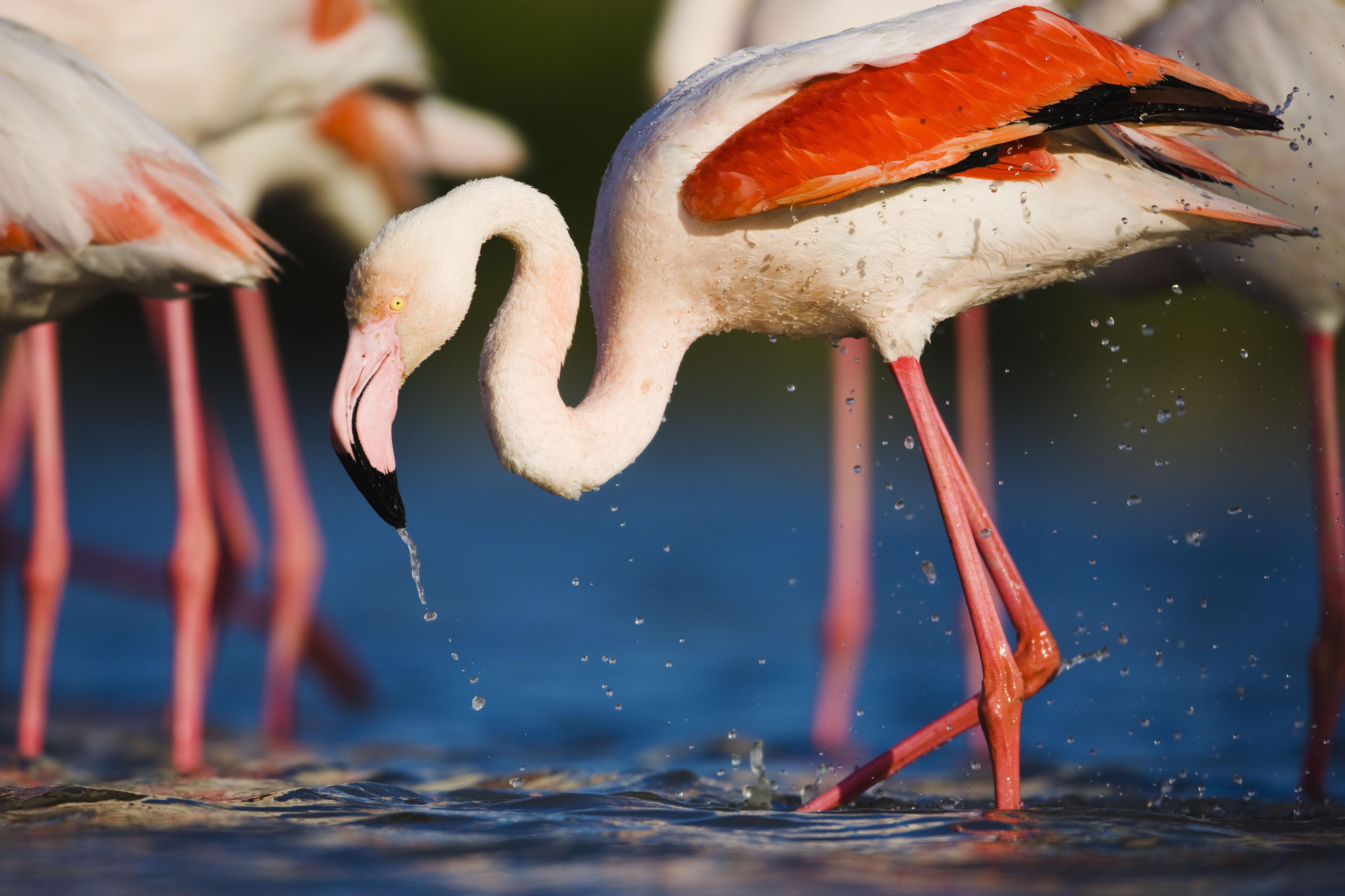 Greater flamingo (Phoenicopterus roseus) bathing in lagoon, Pont Du Gau, Camargue, France, May 2009