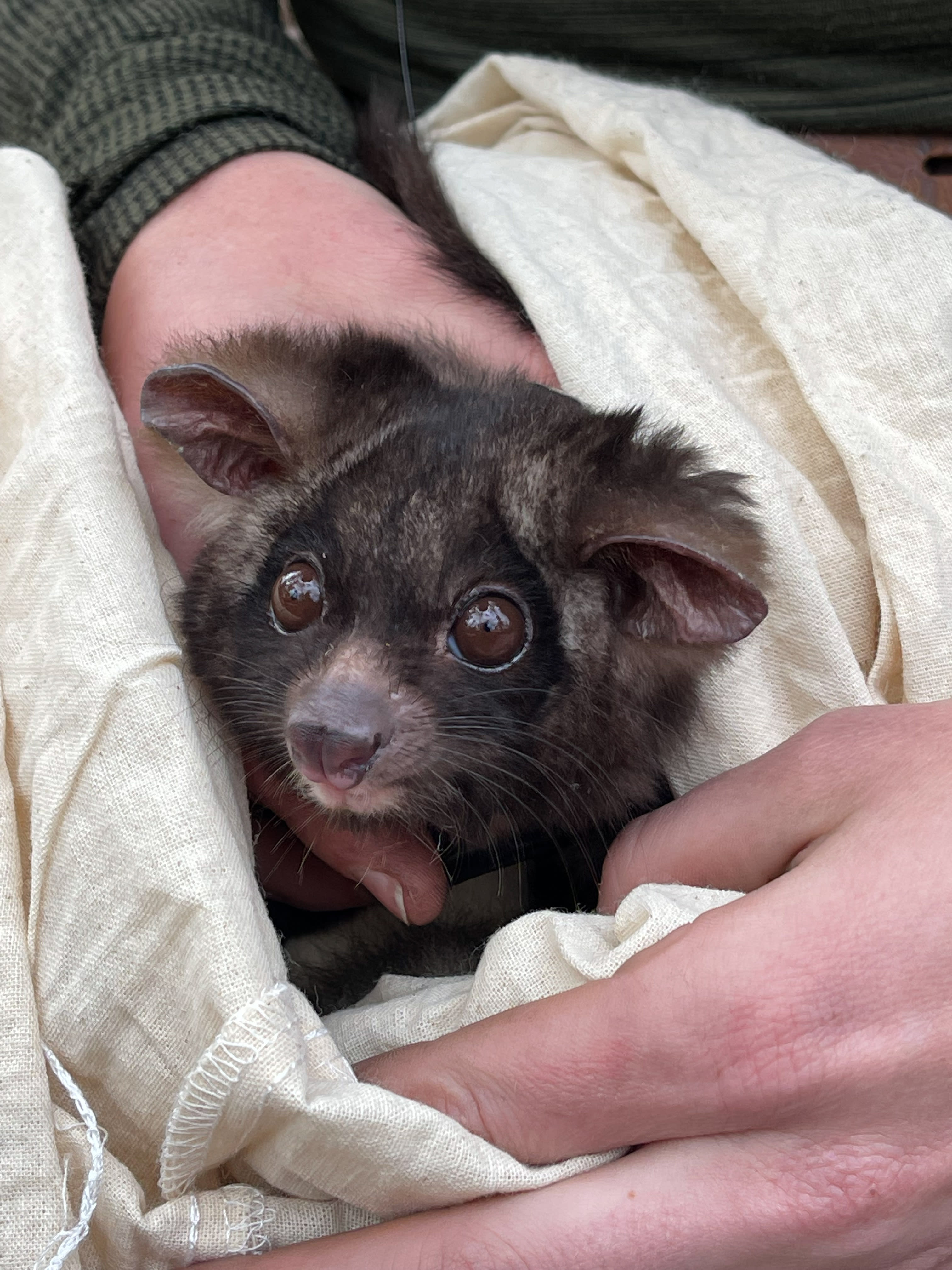 Greater glider with GPS collar at Tallaganda State Forest, NSW.