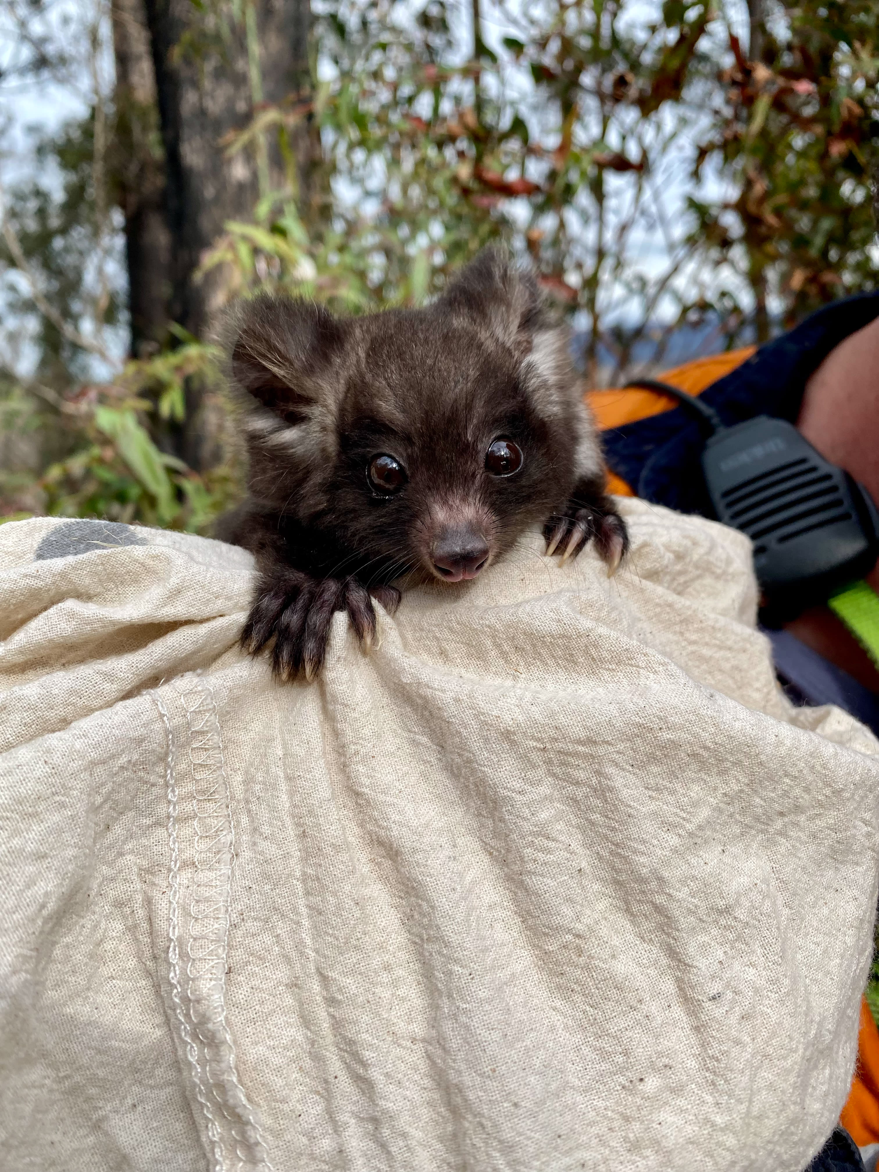 WWF-Australia is partnering with The University of Sydney to deploy GPS collars on greater gliders to get one of the world's first high-resolution looks into greater glider home ranges and habitat use in bushfire-impacted forests.