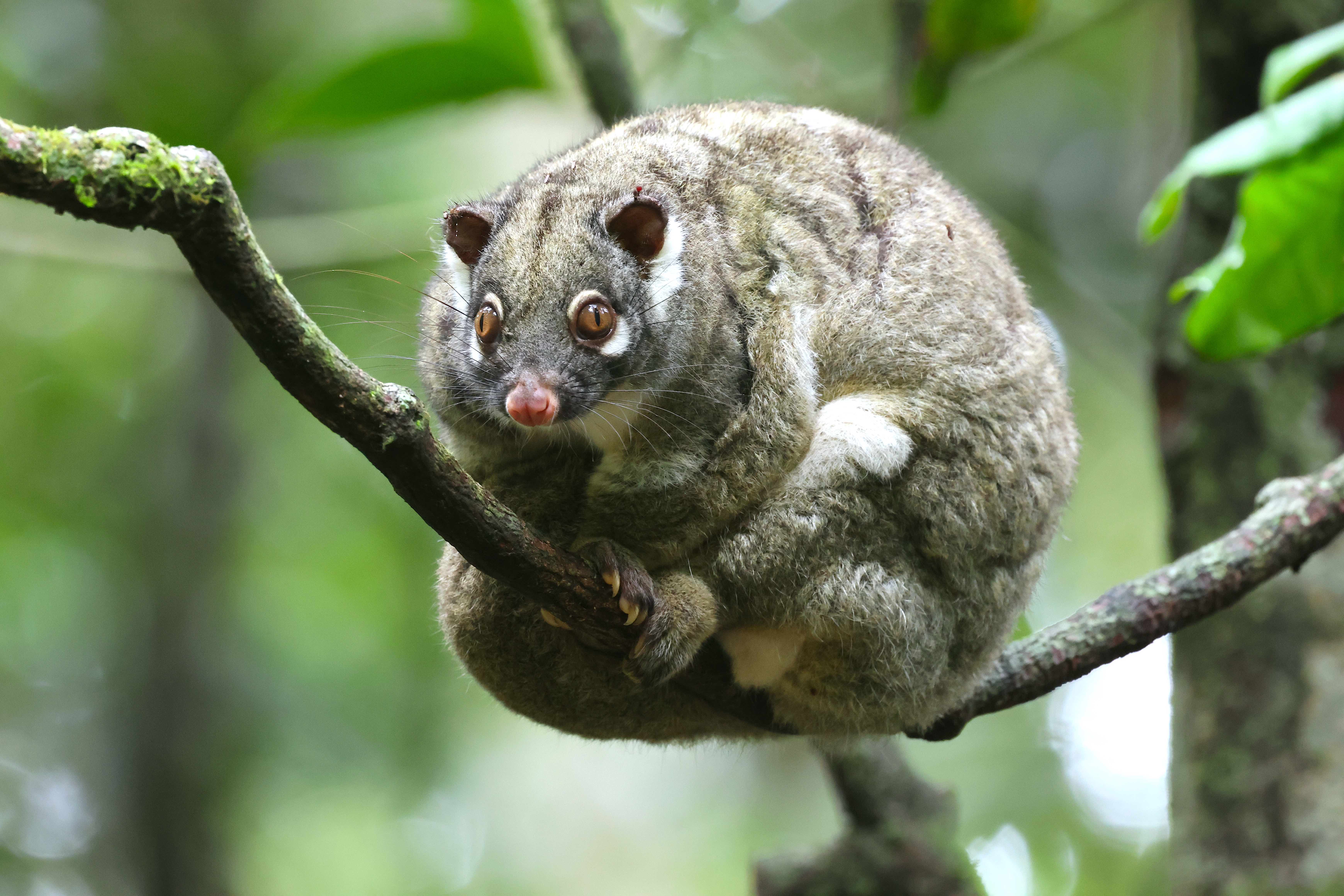 img_green_ringtail_possum