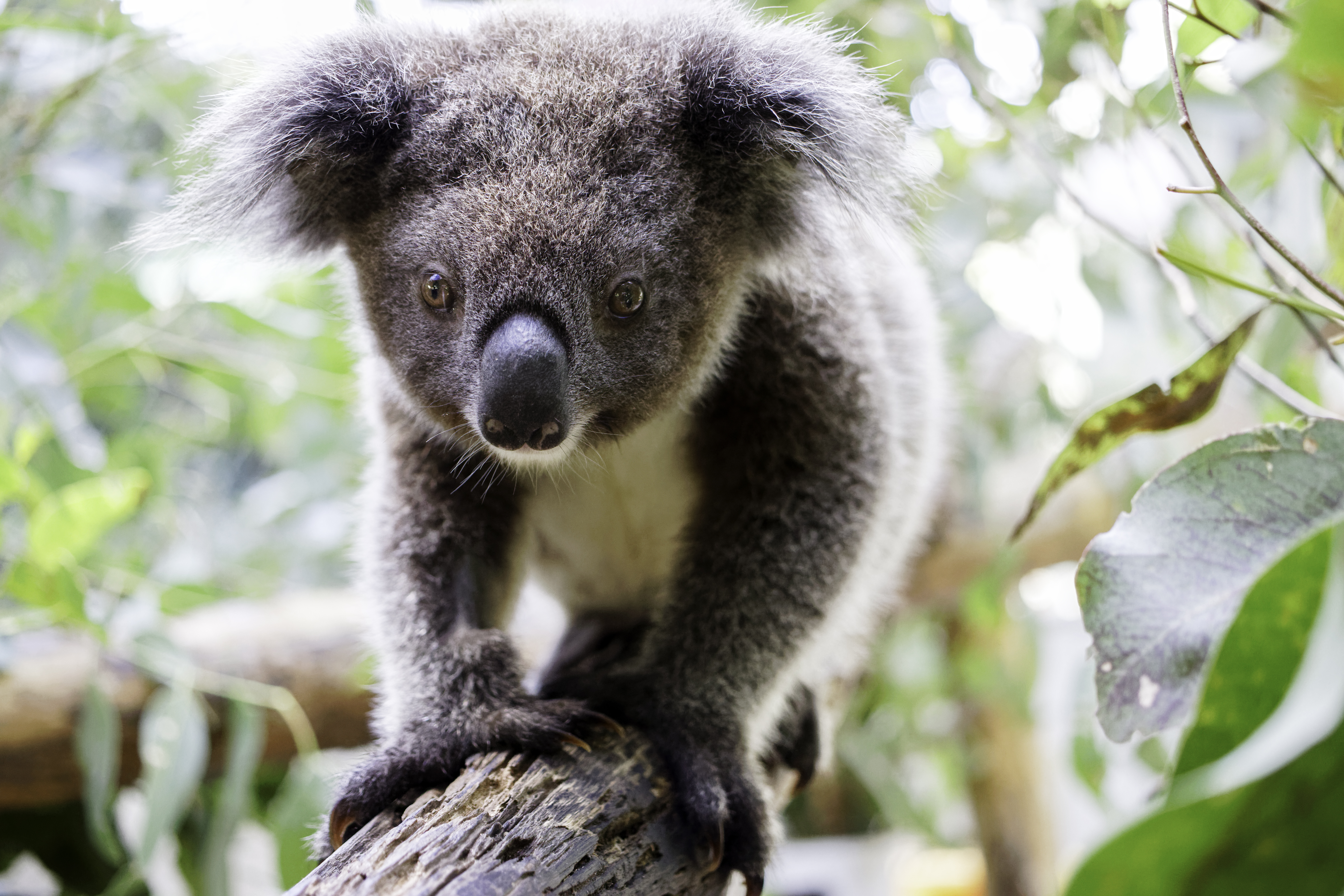 Gulliver is a 14-month-old koala joey. Friends of the Koala (FOTK) rescuers found him on the ground cold and alone in Tregeagle, NSW amid the Northern Rivers flood crisis. His mother sadly couldn't be found, so Gulliver was assessed and then put into home care with a koala carer