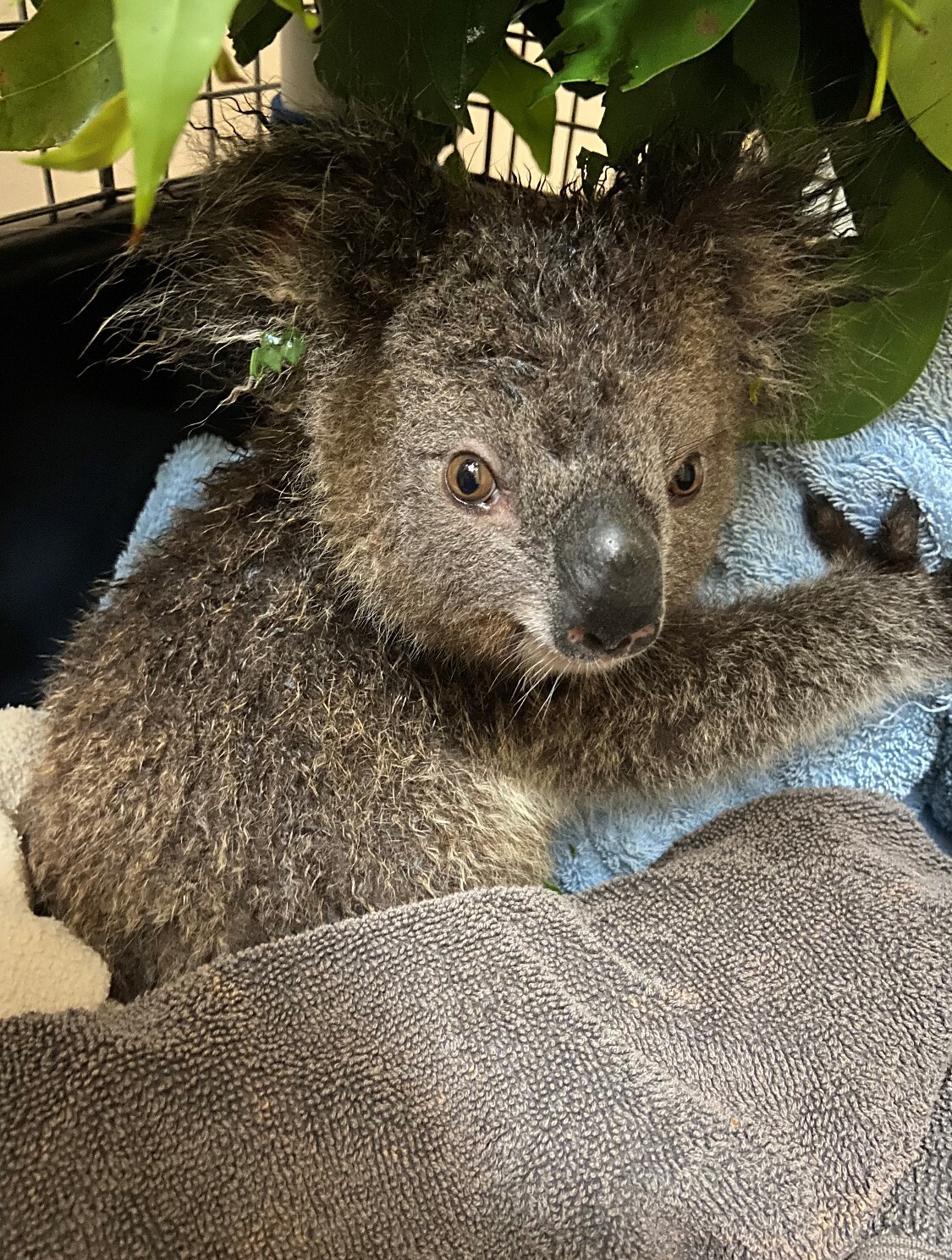 Gulliver is a 14-month-old koala joey. Friends of the Koala (FOTK) rescuers found him on the ground cold and alone in Tregeagle, NSW amid the Northern Rivers flood crisis. His mother sadly couldn't be found, so Gulliver was assessed and then put into home care with a koala carer.