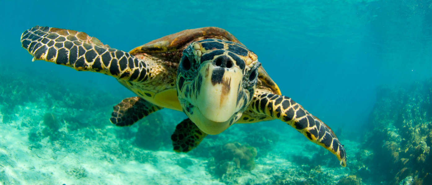 Hawksbill turtle (Eretmochelys imbricata) swimming underwater, Nosy Be, North Madagascar