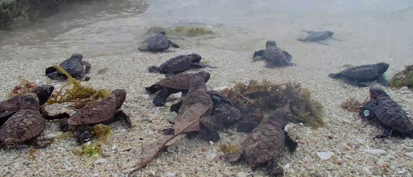 Hawksbill turtle banner video background