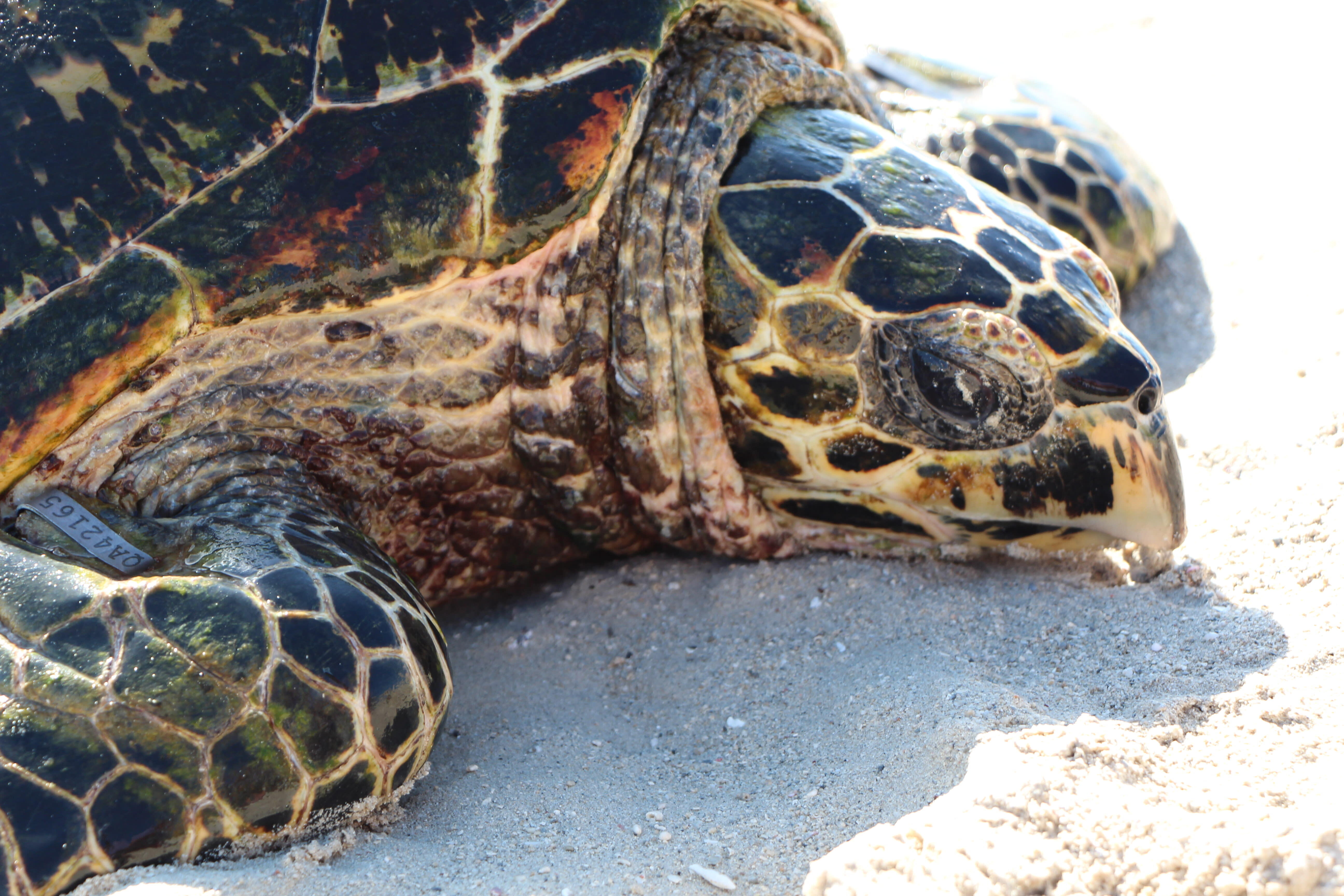 Howick Island - August 2014
Hawksbill turtle
The Howicks Group of Islands is a ‘control’ study site of the WWF collaborative Rivers to Reef to Turtles project. Many participants from varying backgrounds and occupations volunteered to assist WWF and DES to collect environmental and turtle biomonitoring samples during 16 August – 3 September 2014. Project made possible with the support of Banrock Station Environmental Trust.
