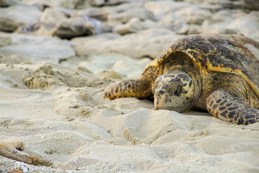 Hawksbill turtle nesting in the sand on Milman Island