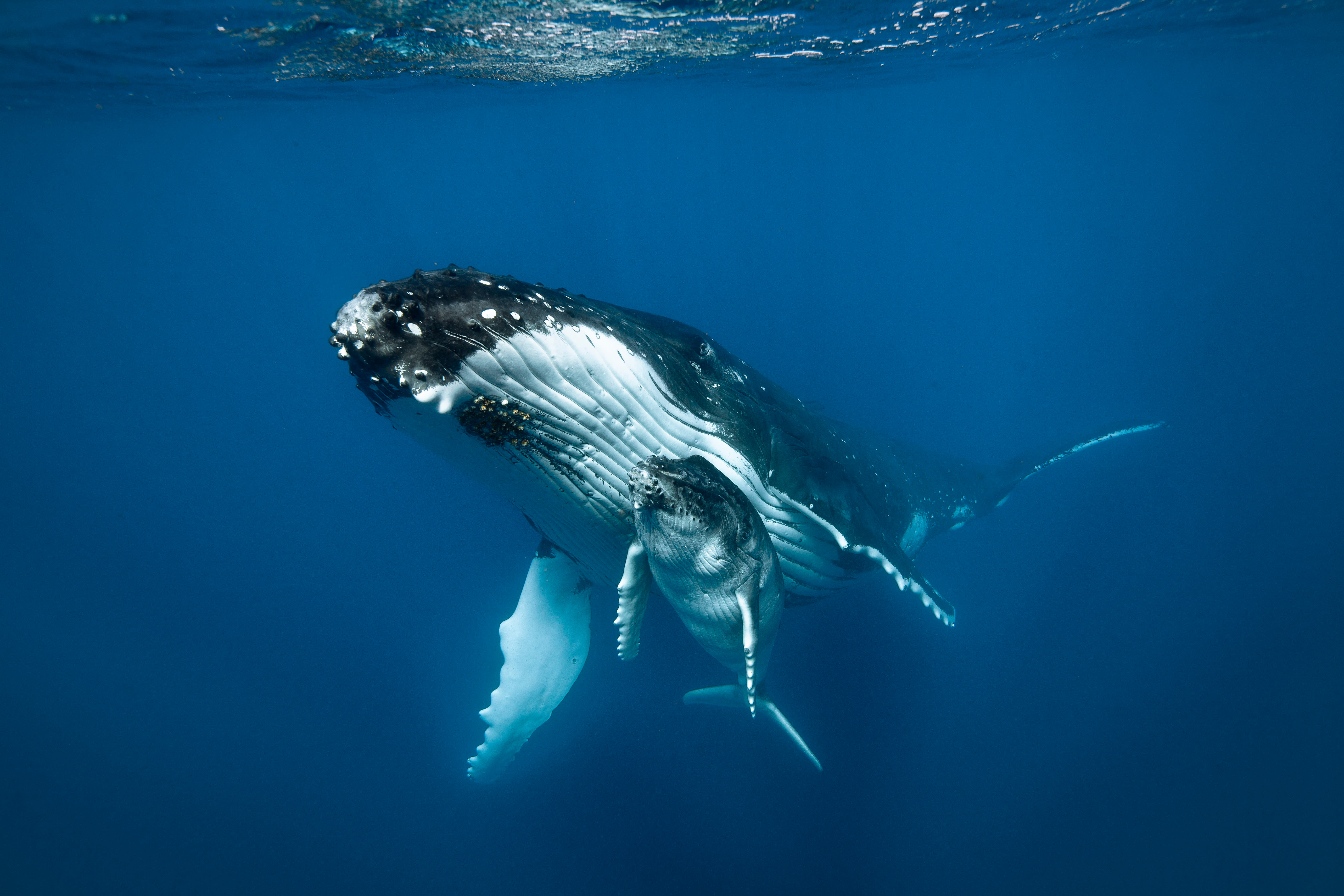 Humpback whale and her calf swimming in the ocean.