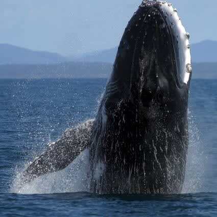 Humpback whale breaching. Coffs Harbour, New South Wales, Australia.