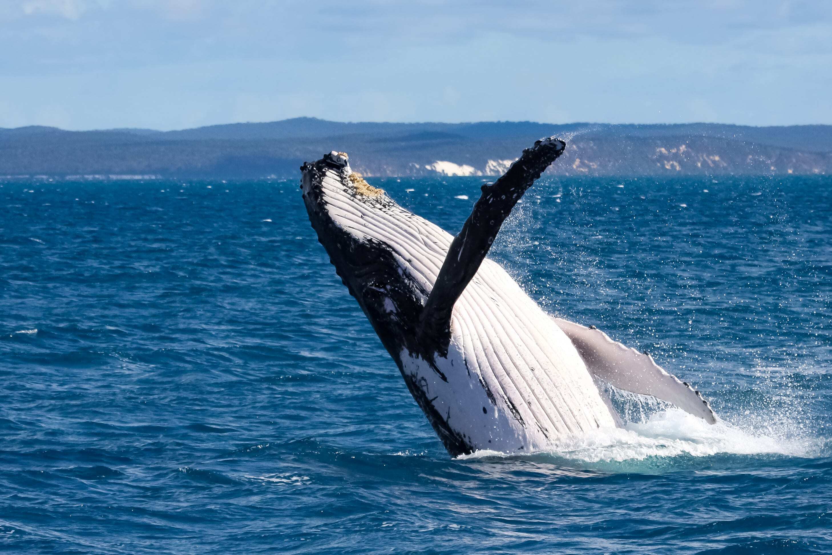 A humpback whale breaching off the coast of Hervey Bay, Queensland