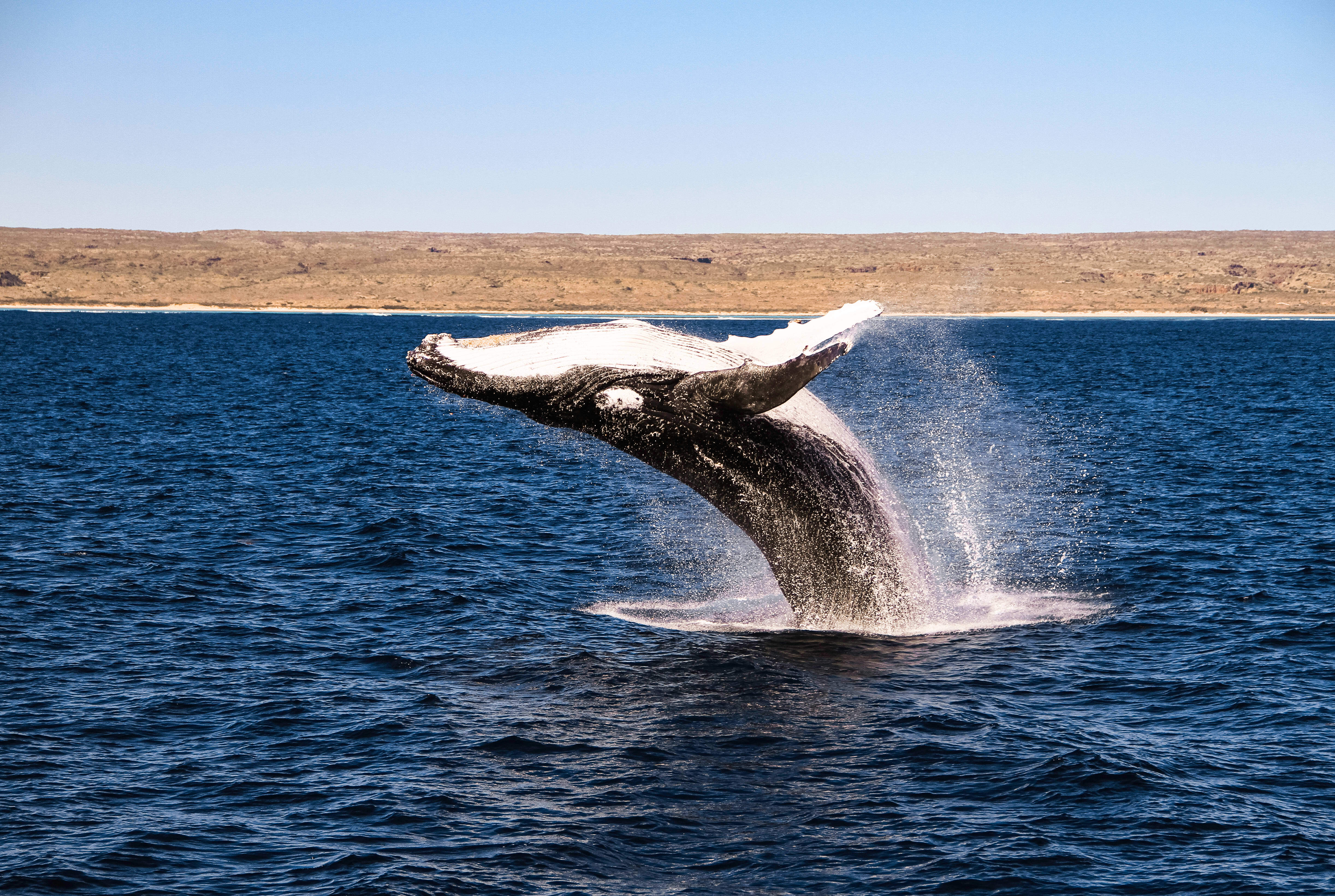 A humpback whale breaching on the Ningaloo Coast, Western Australia.