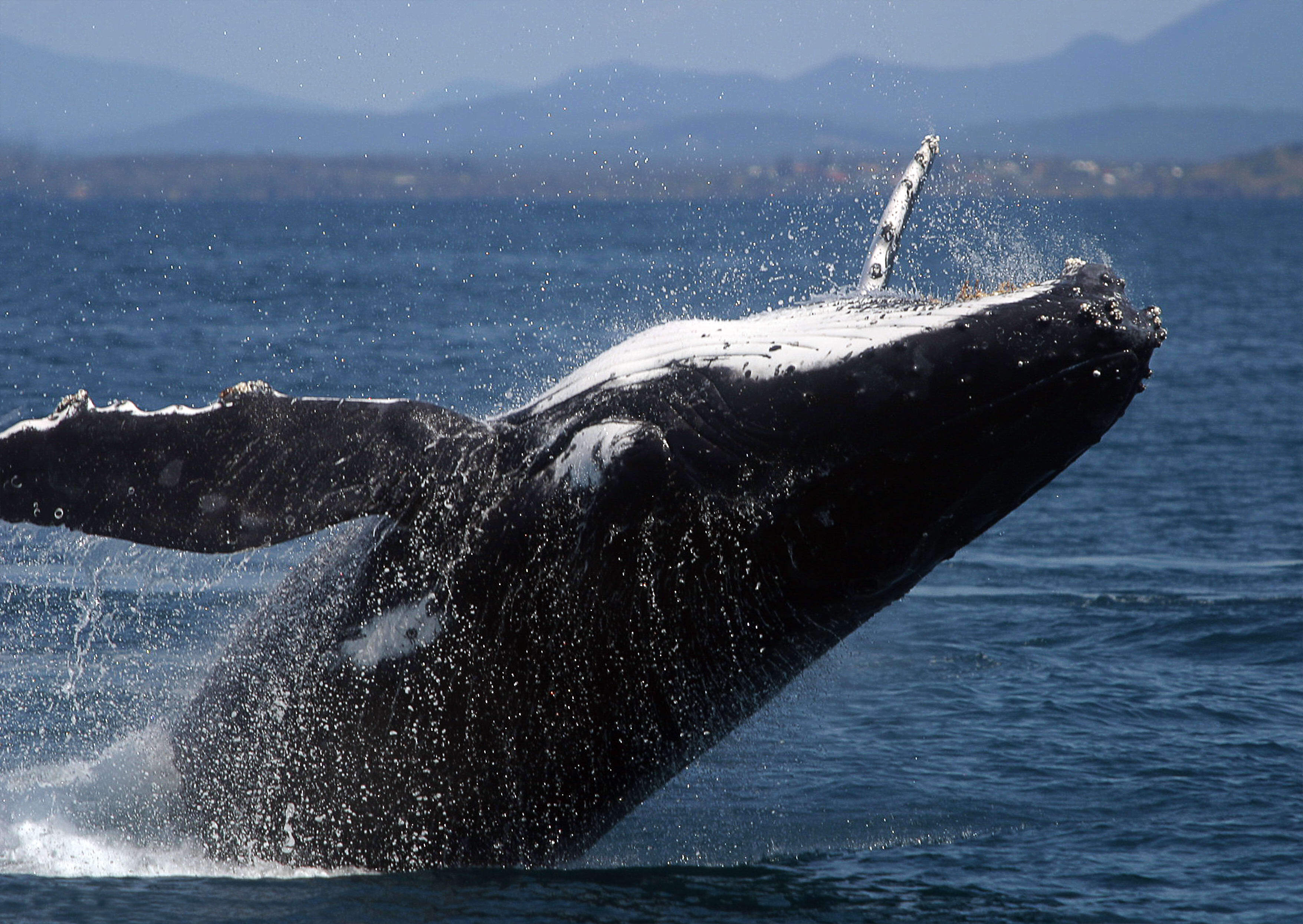 Coffs Harbour, New South Wales - 18 September 2006.  Humpback whale.