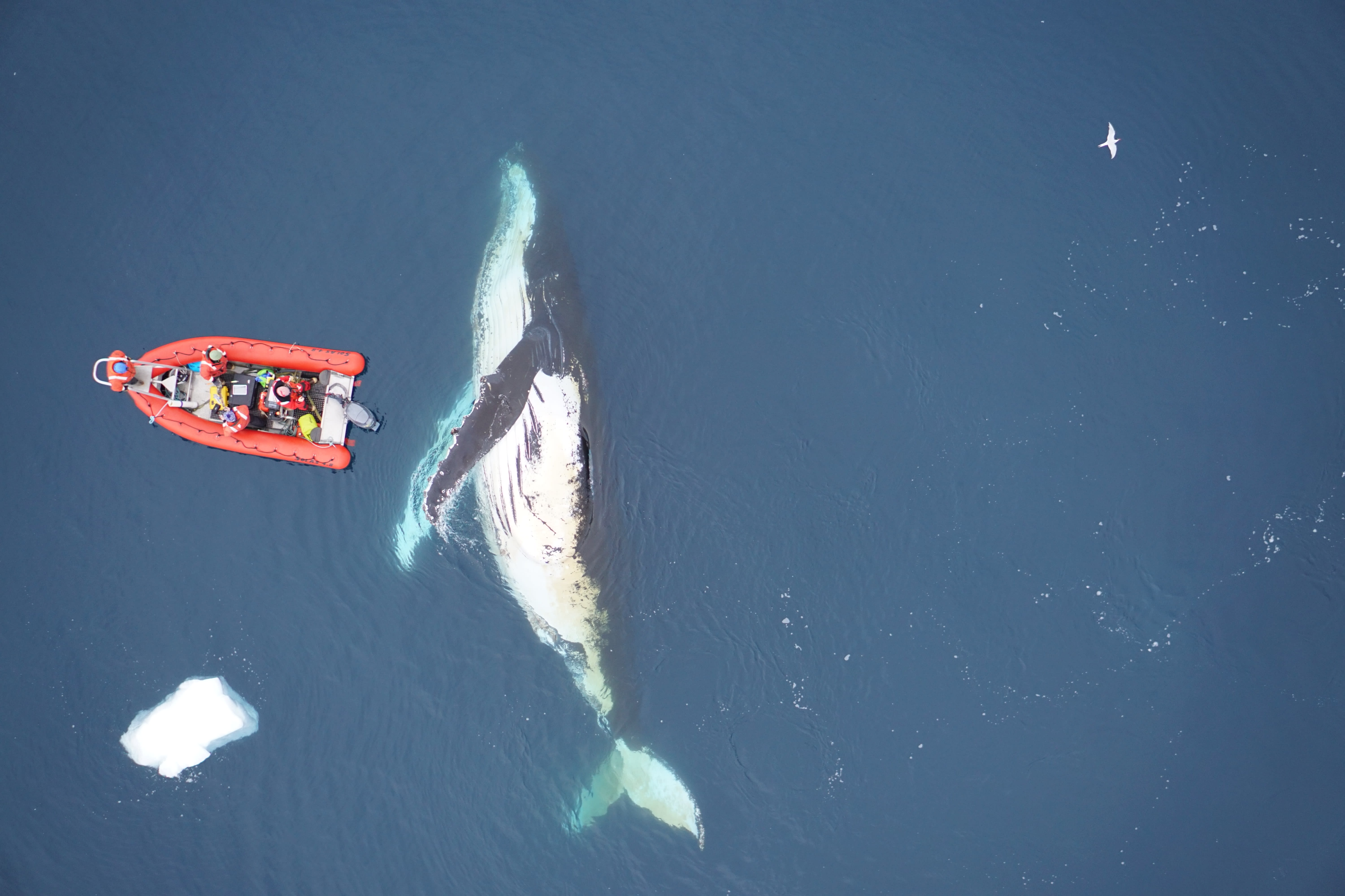 Scientists demonstrate the scale of humpback whales in the Antarctic Peninsula