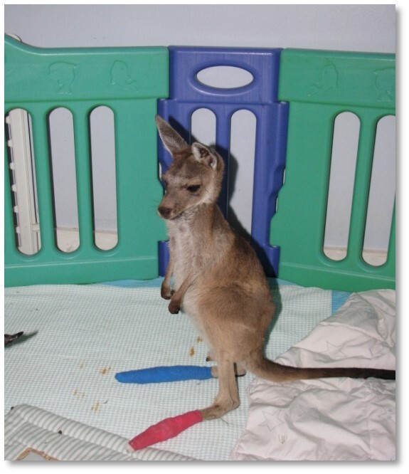 Clover, an orphaned western grey kangaroo