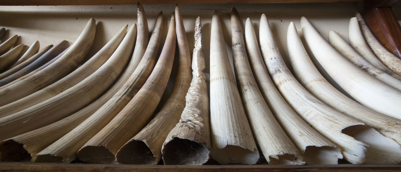 Ivory confiscated from poachers
