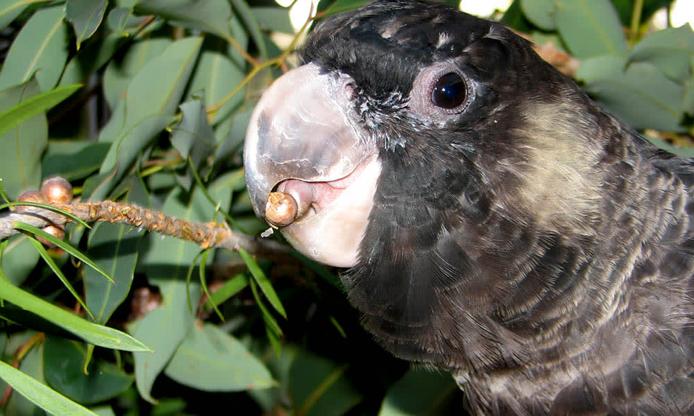 JimJam, juvenile Carnaby's black cockatoo