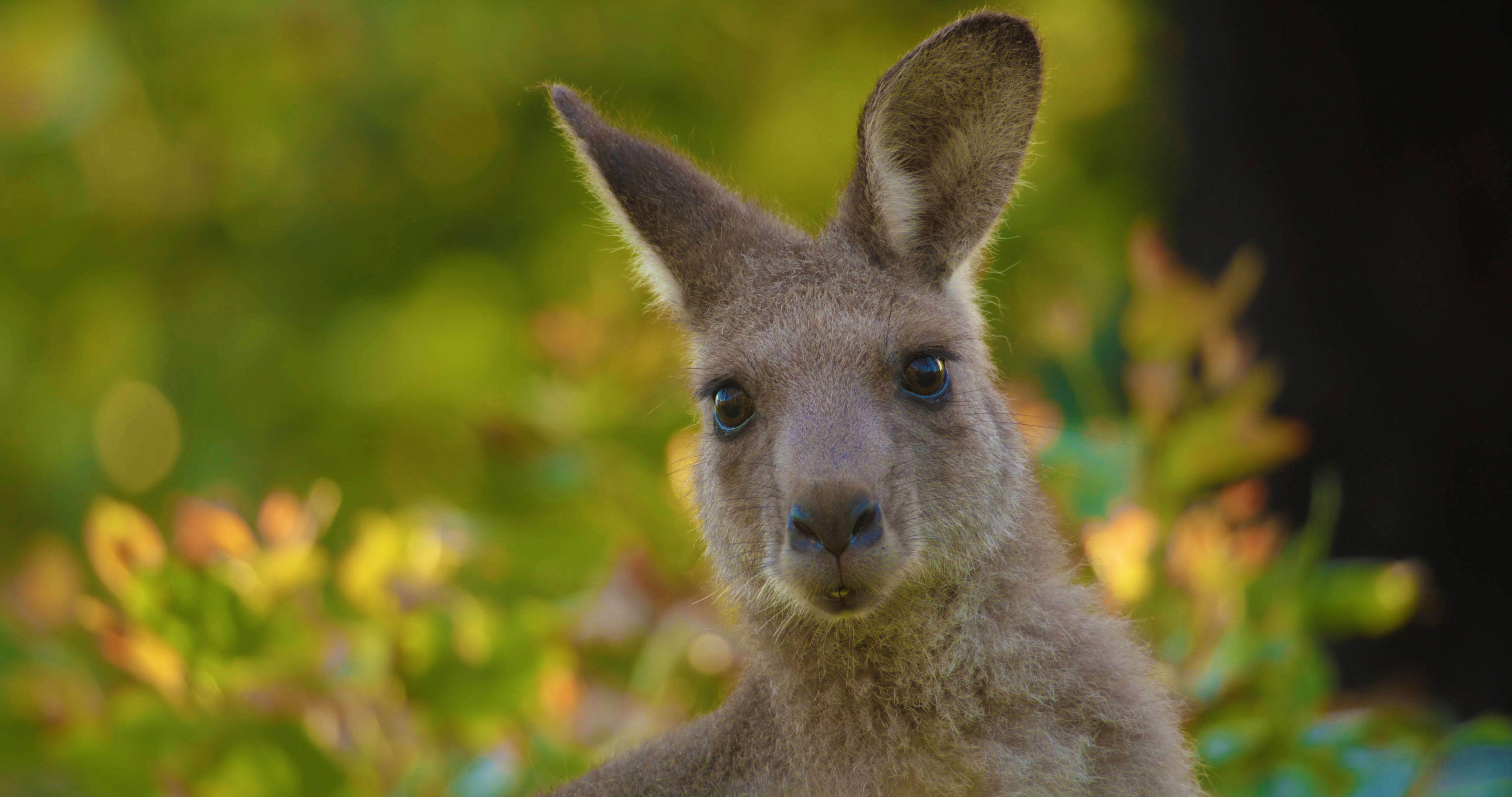 Portrait of a kangaroo