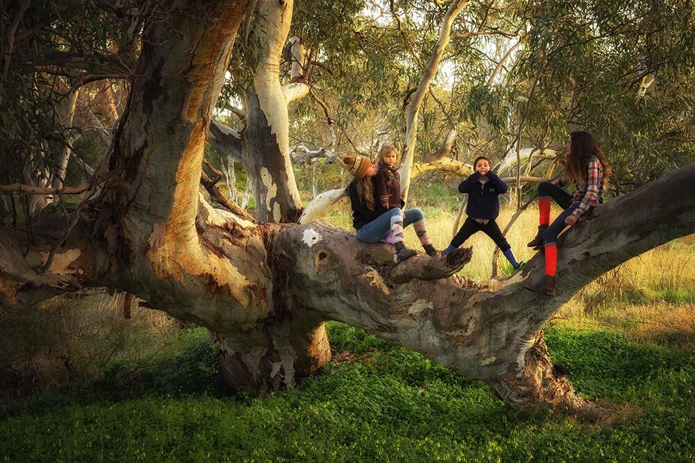 Kids playing in a tree, Harrogate, South Australia