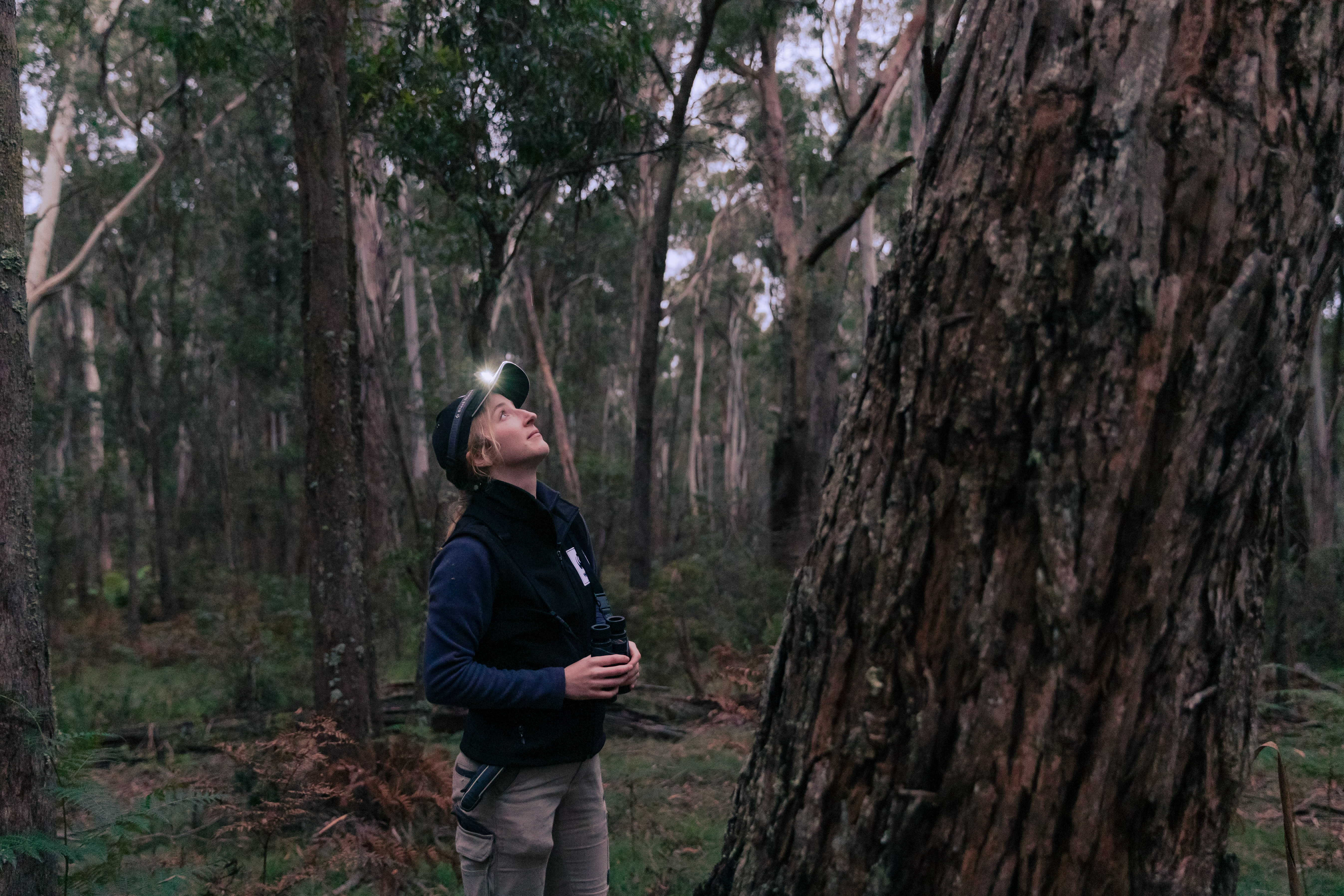Dr Kita Ashman surveys a tree in Tallaganda