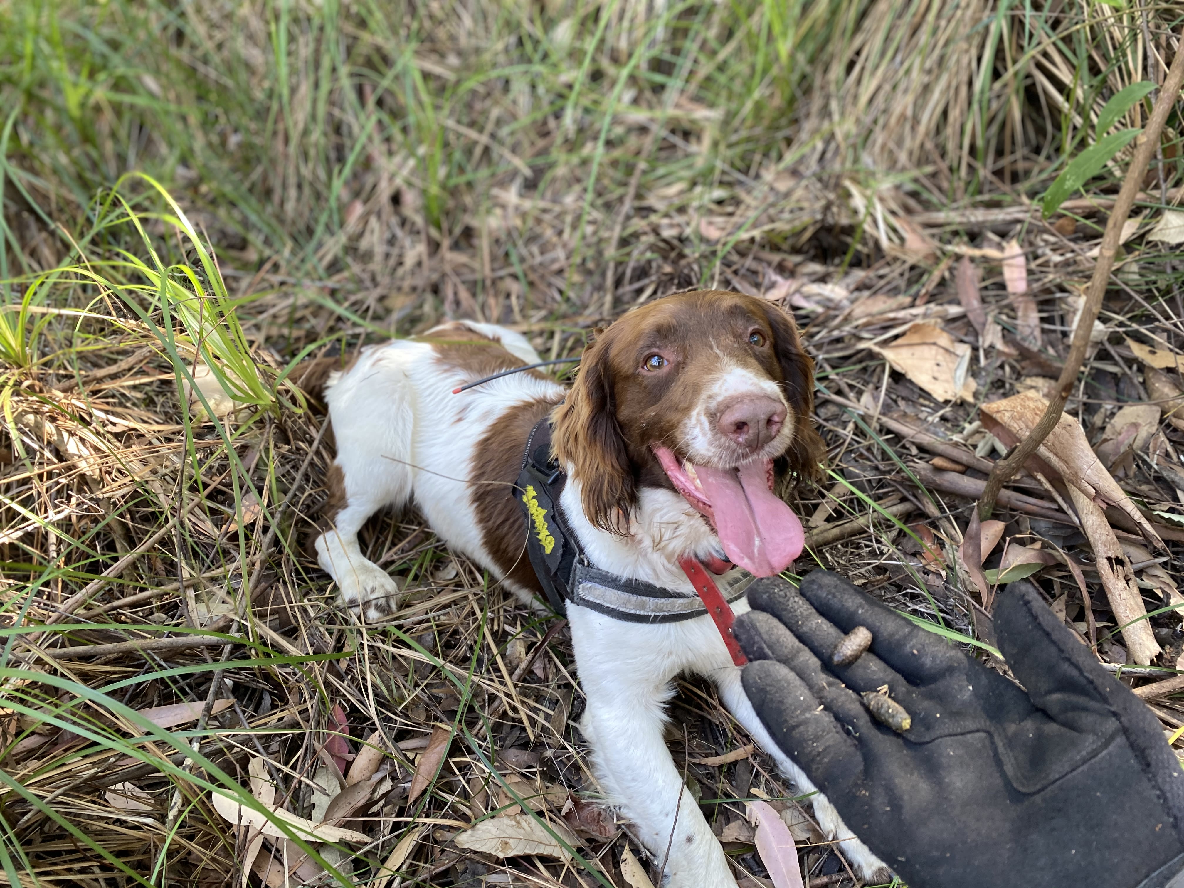 img_koala_detection_dog_max