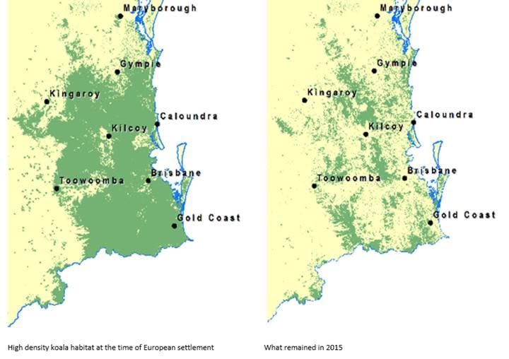 Decline of Queensland koala habitat over the last 200 years