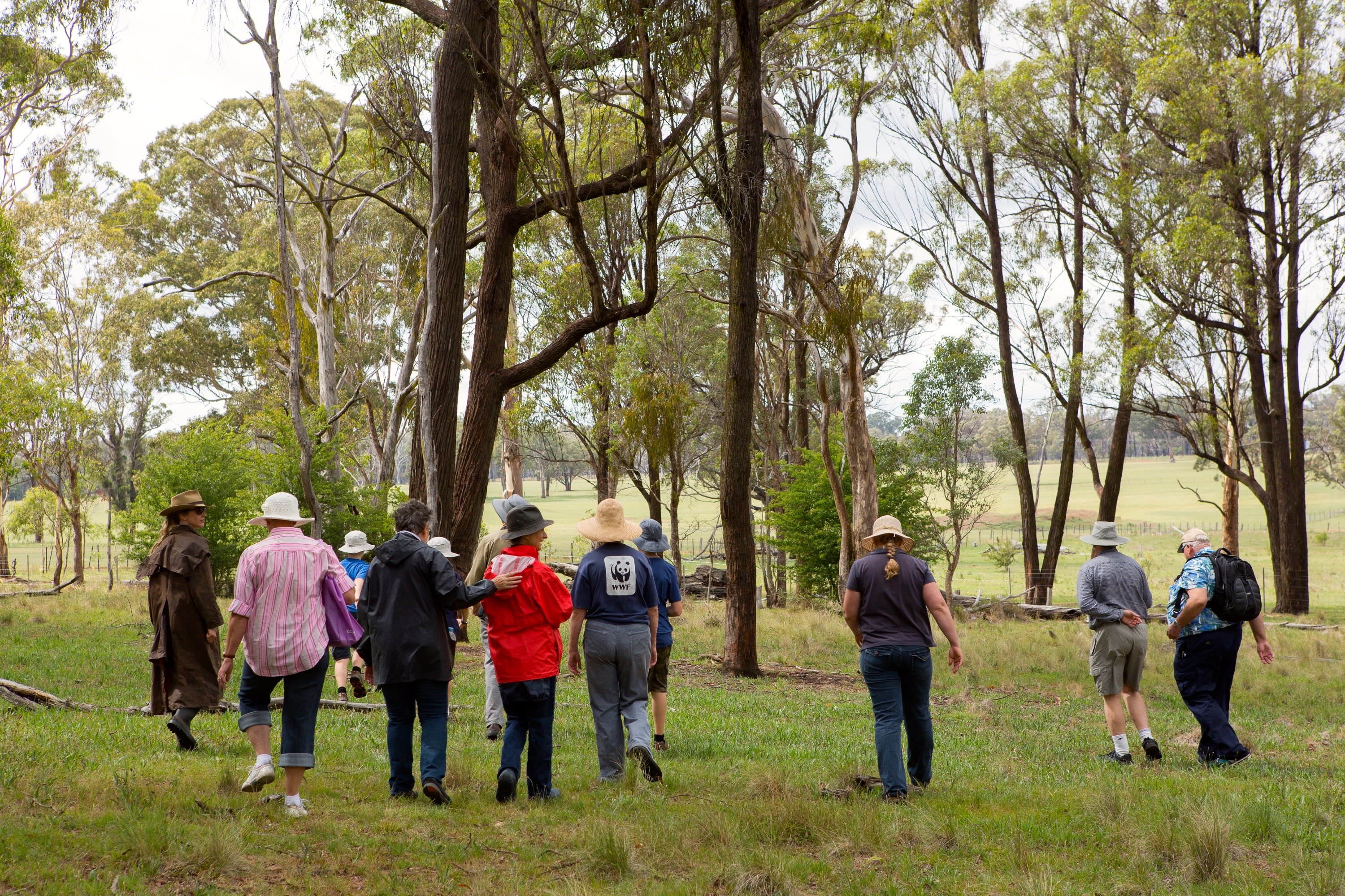 Koala habitat restoration workshop