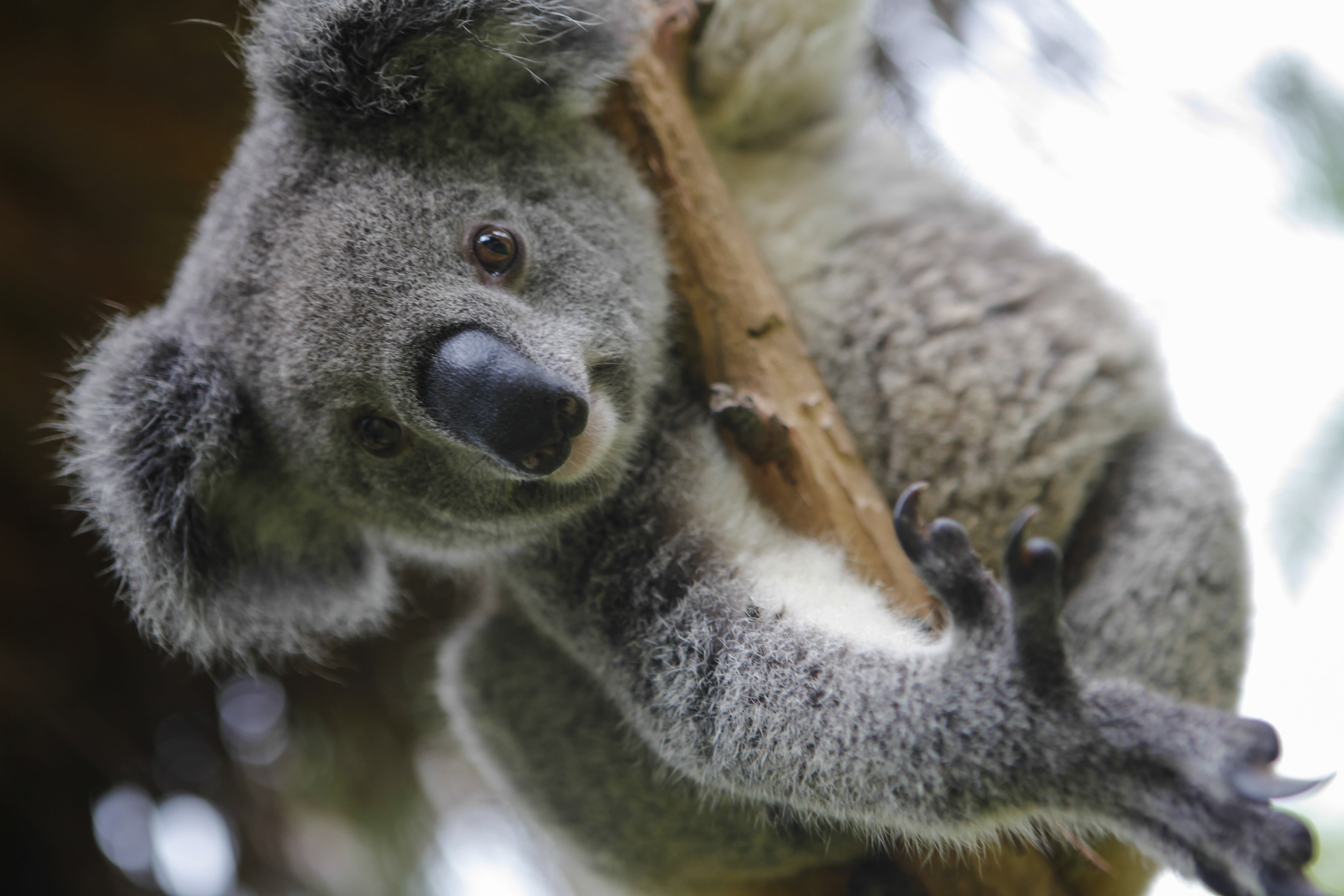 Koala (Phascolarctos cinereus) in a tree