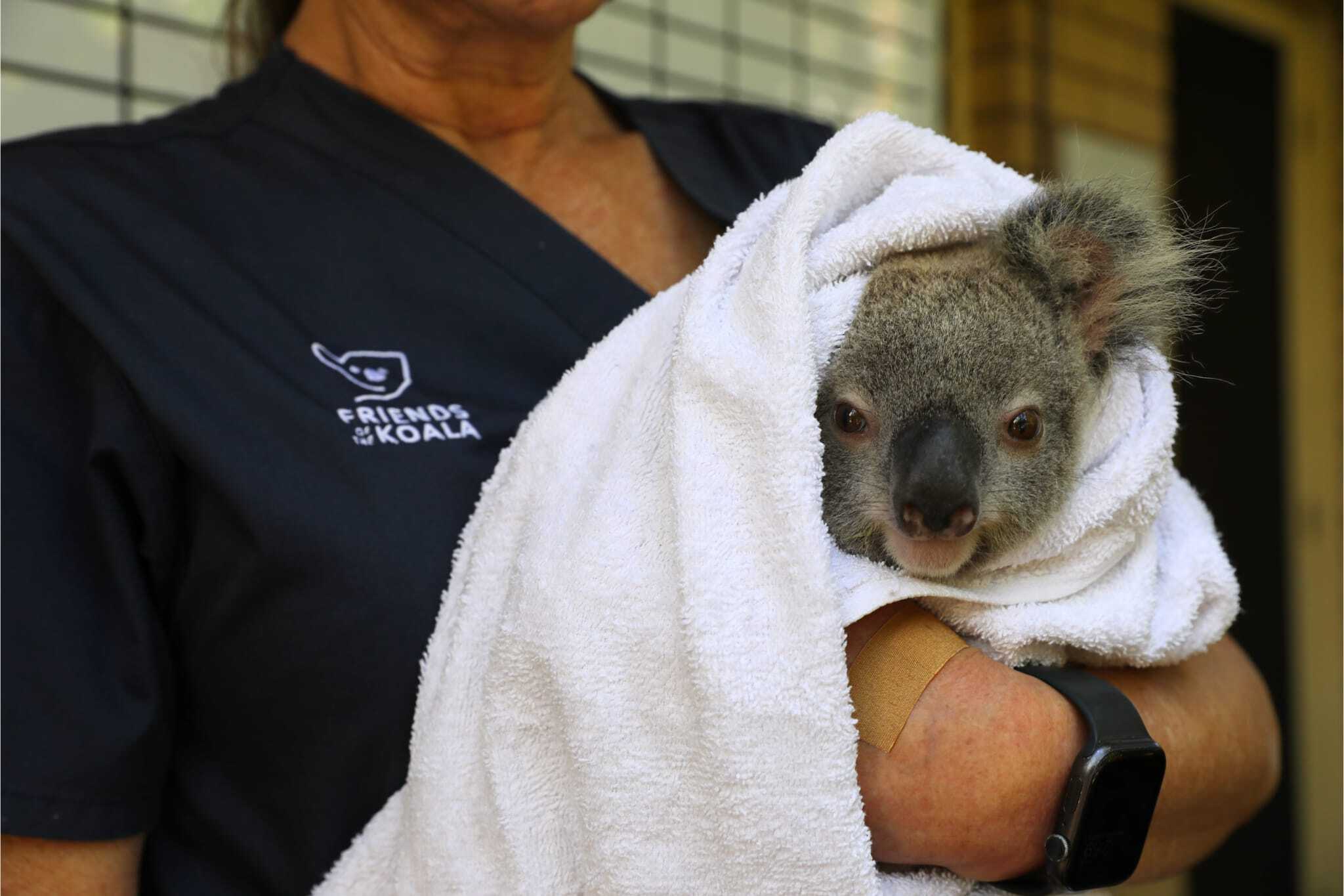 Koala joey "Scampi" just before getting his ear tag