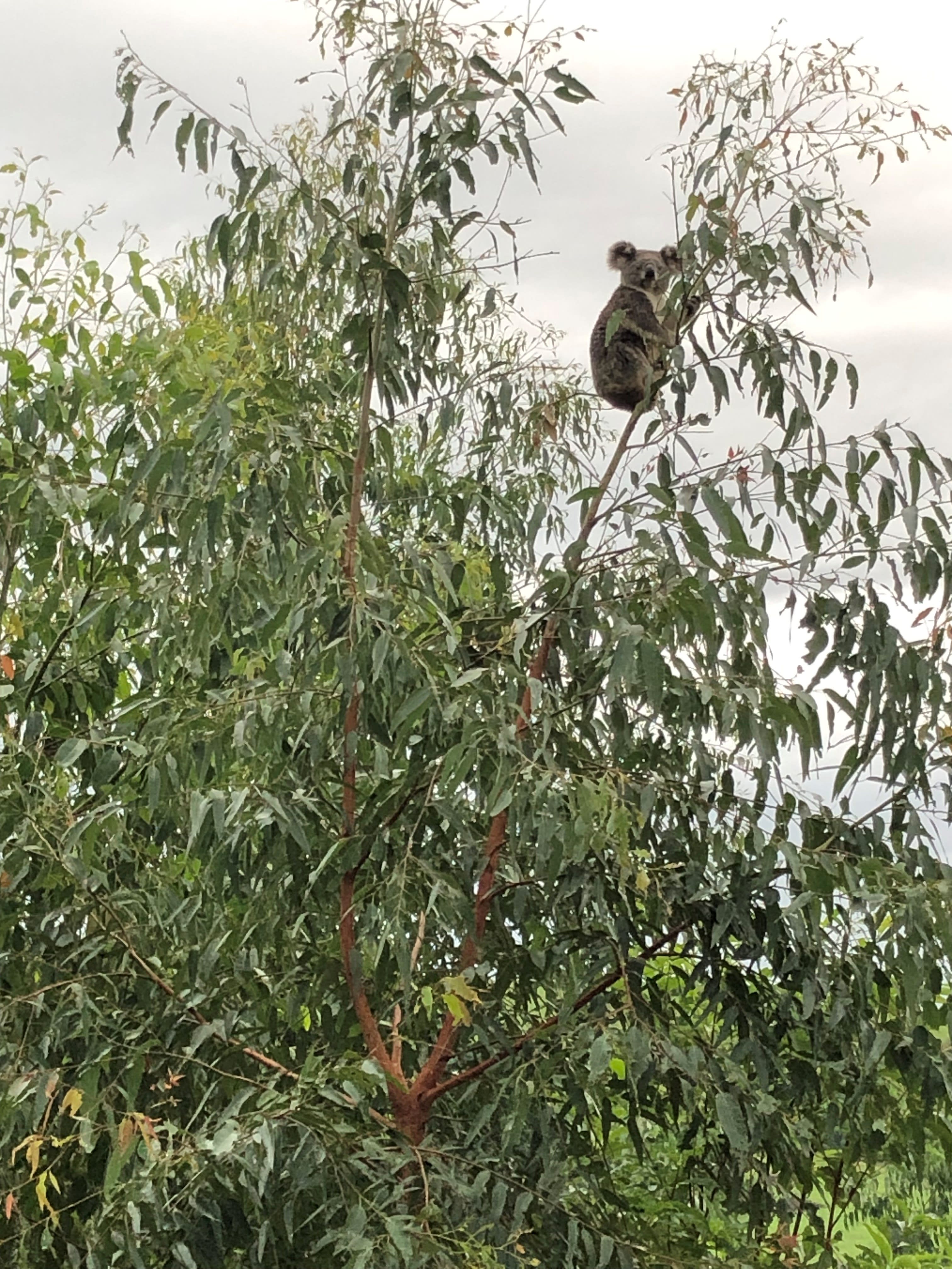 img_koala_oasis2