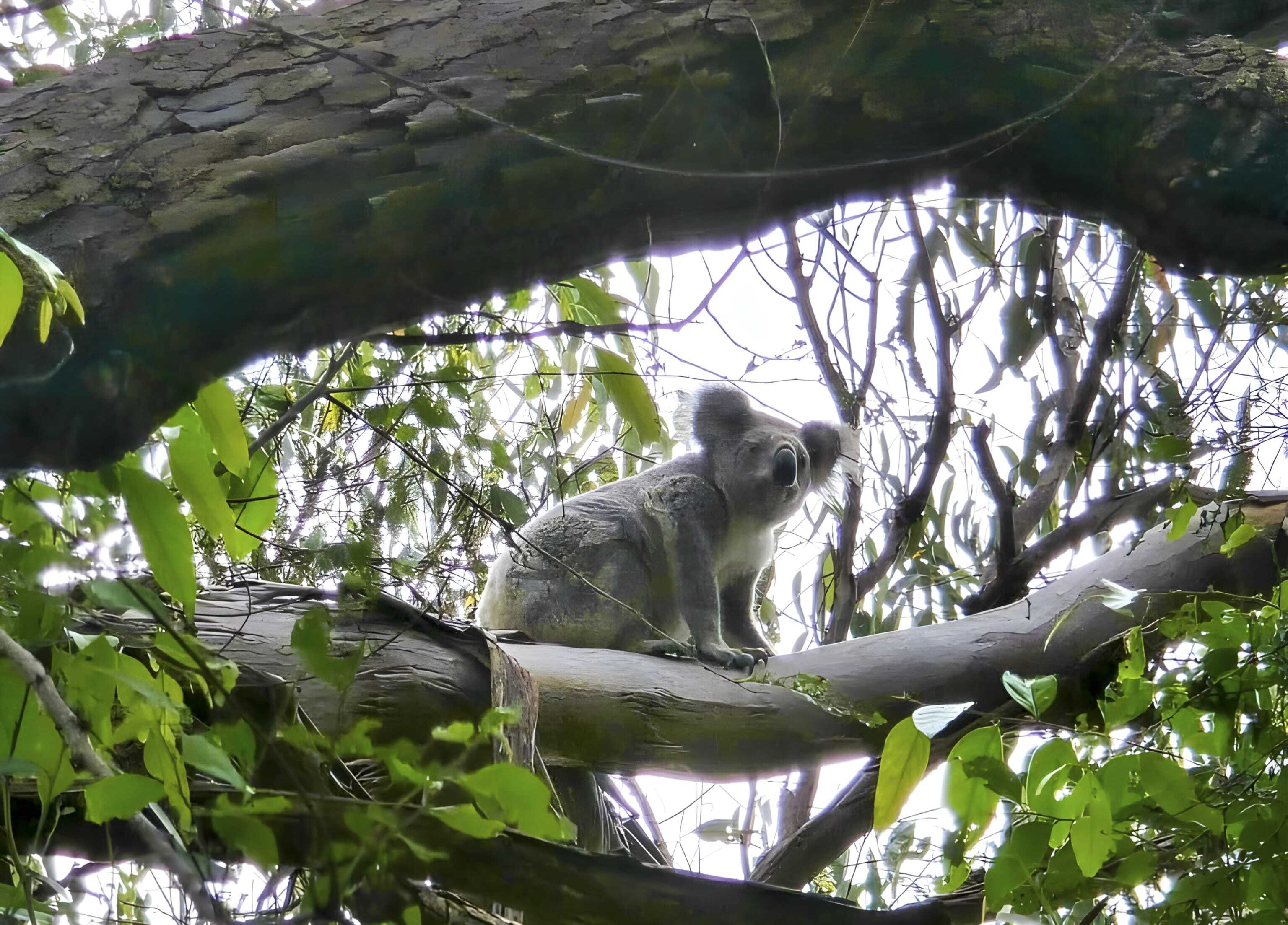 Koala - photographed by Djarra Delaney on his Minjerribah property
